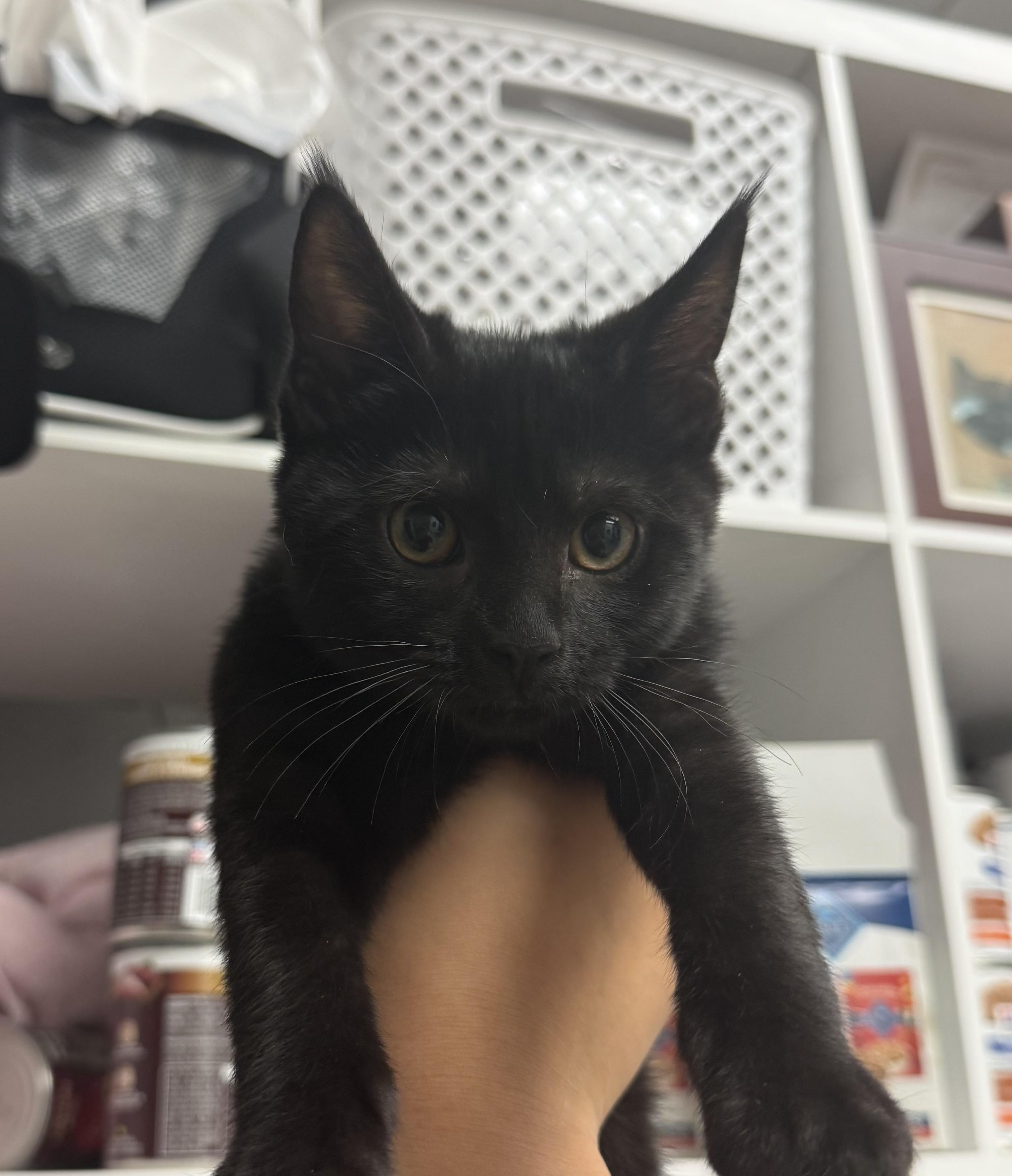 Binx, a Adoptable Domestic Short Hair in New Port Richey, FL image 2/2