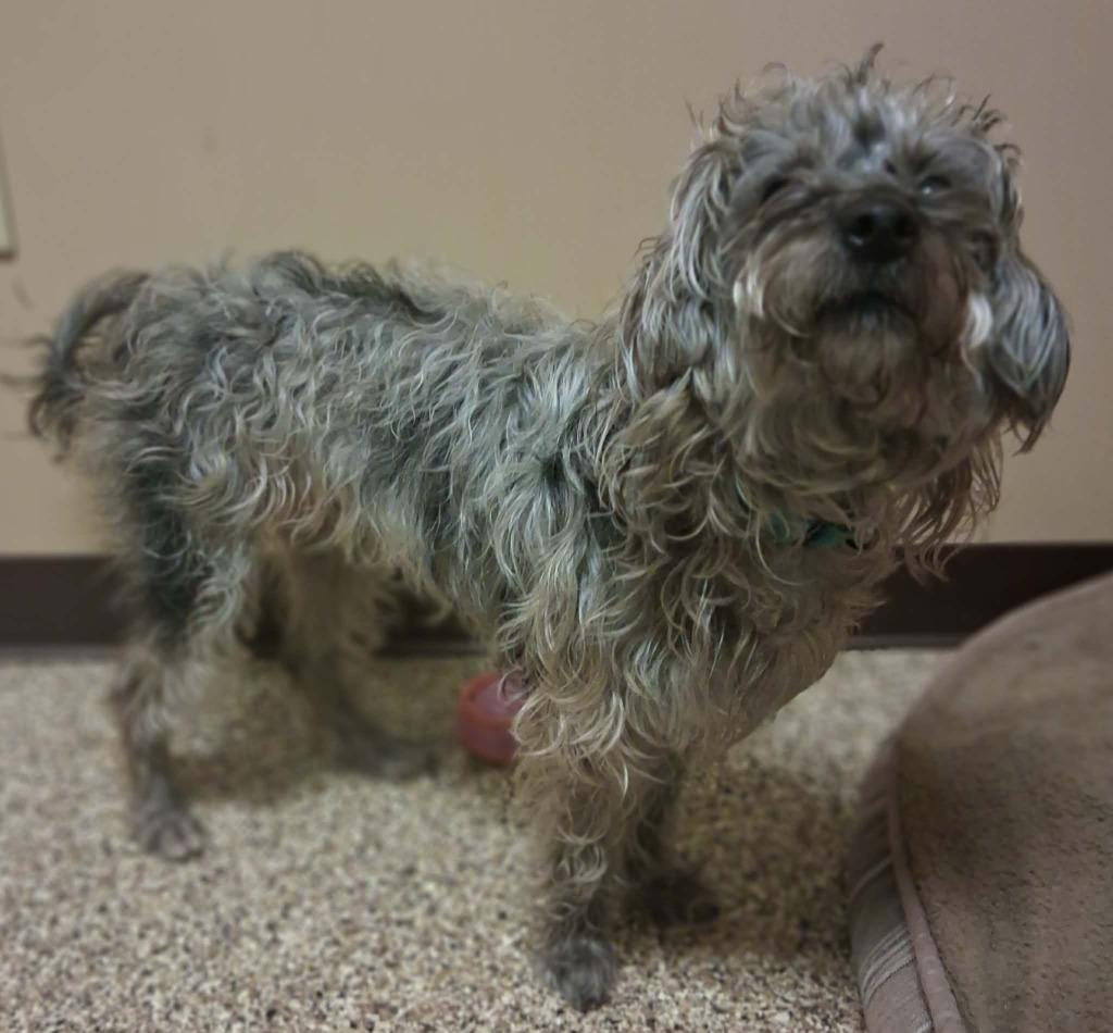 Florence thumbnail 5