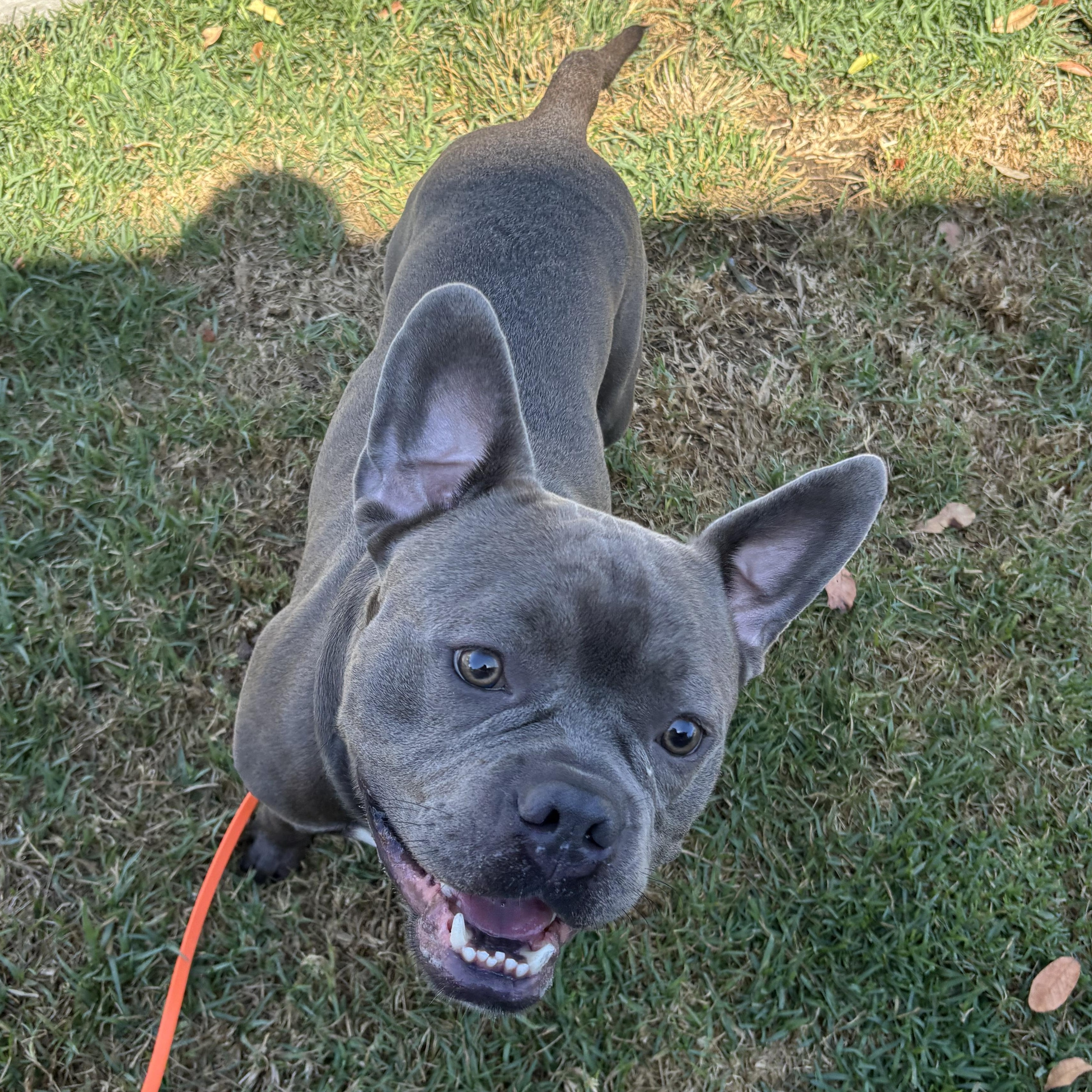 Spud, ADOPTABLE, Young Male Bull Terrier.