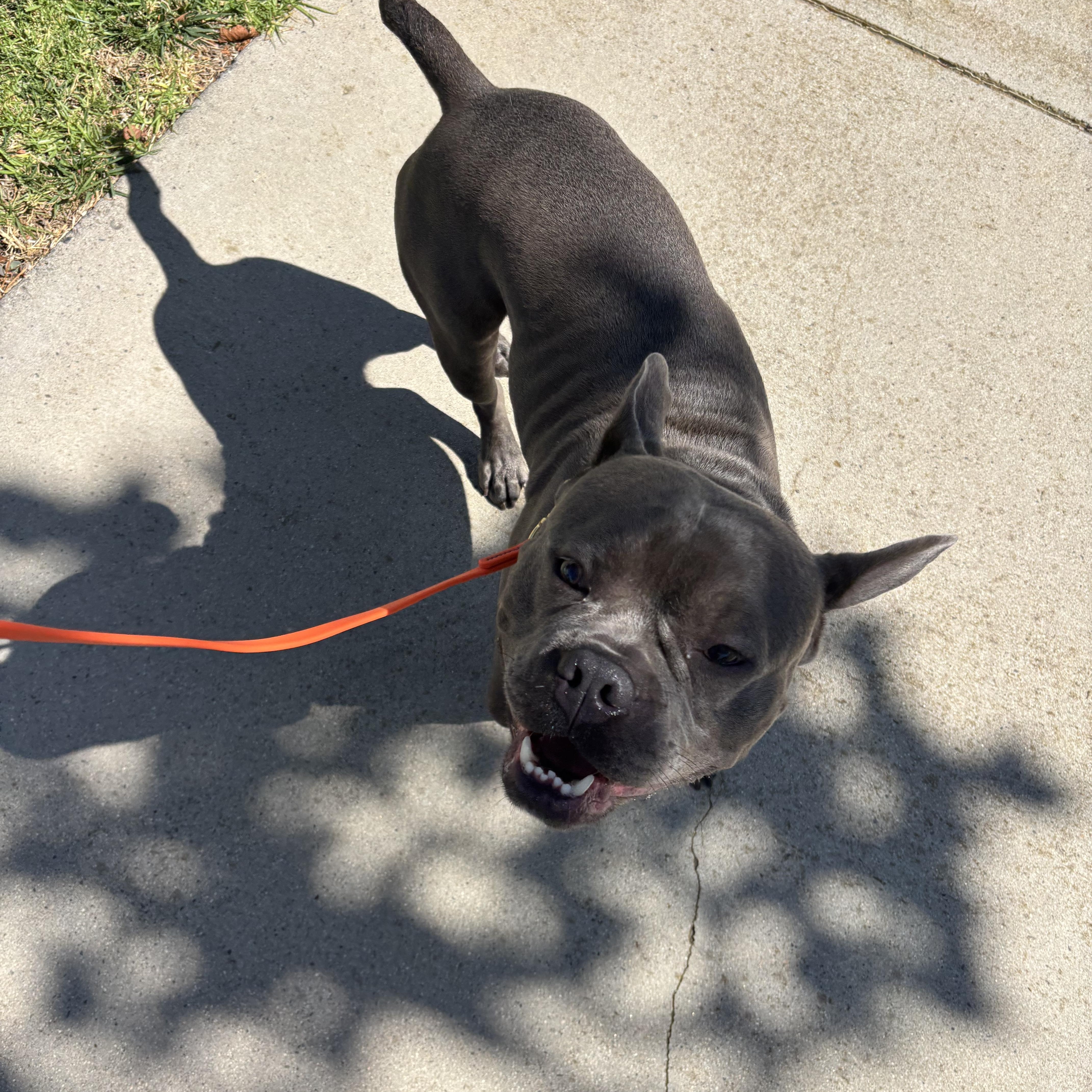 Enlarge Spud, a ADOPTABLE mixed breed in Rancho Santa Margarita, CA image 4/5