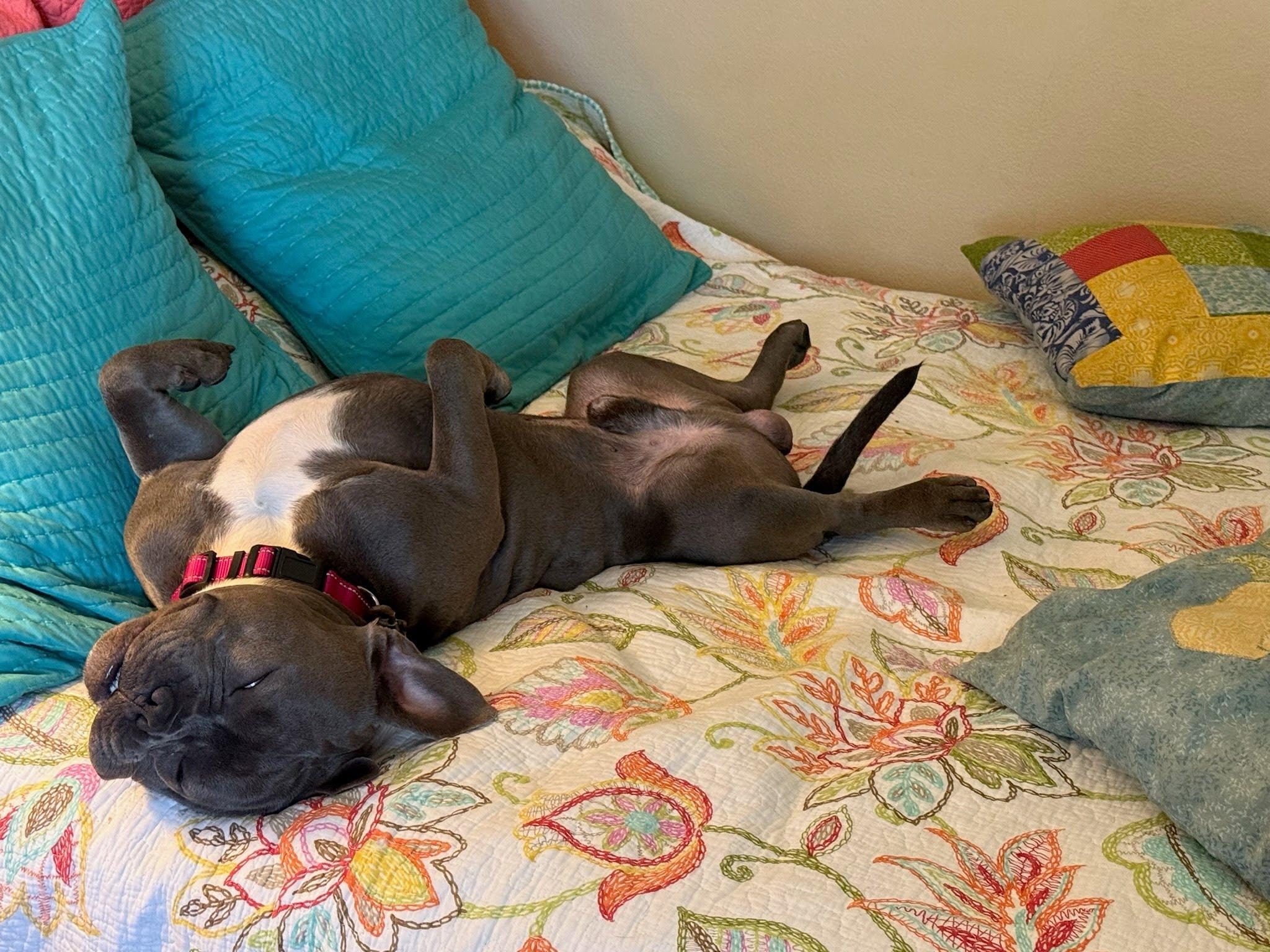 Enlarge Spud, a ADOPTABLE mixed breed in Rancho Santa Margarita, CA image 2/5
