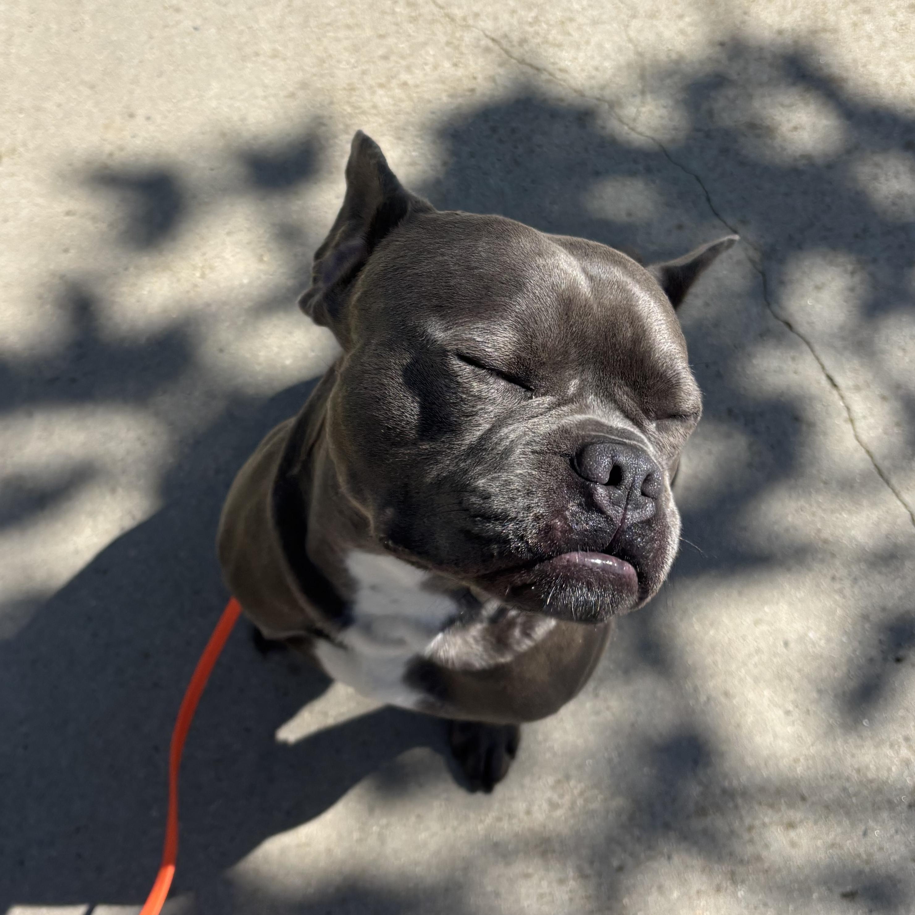 Enlarge Spud, a ADOPTABLE mixed breed in Rancho Santa Margarita, CA image 5/5