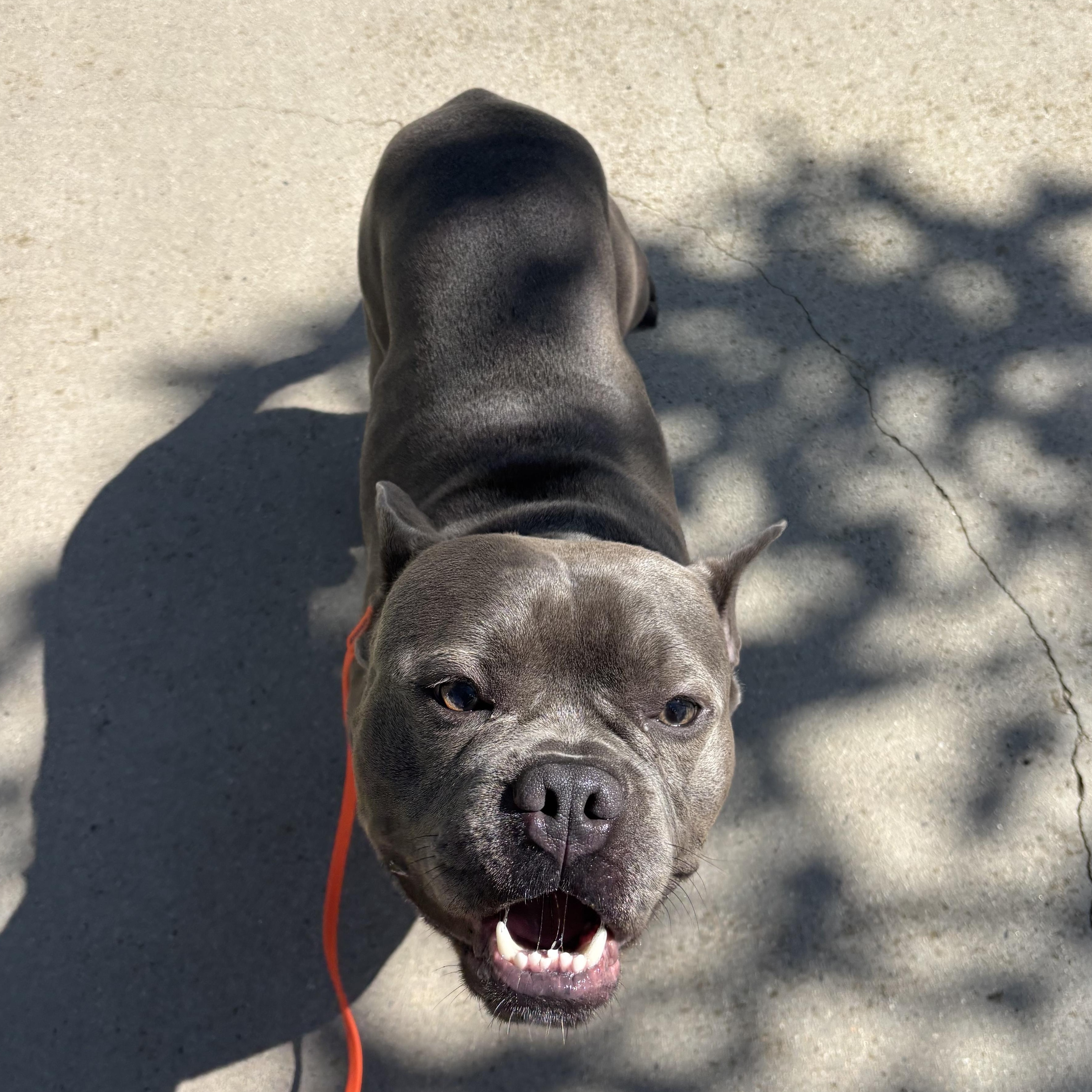 Enlarge Spud, a ADOPTABLE mixed breed in Rancho Santa Margarita, CA image 3/5