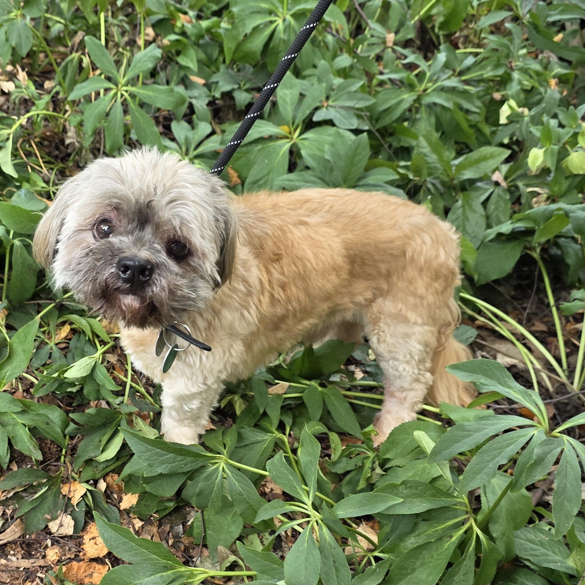 Bear, an adopted mixed breed in Greensboro, NC image 6/6