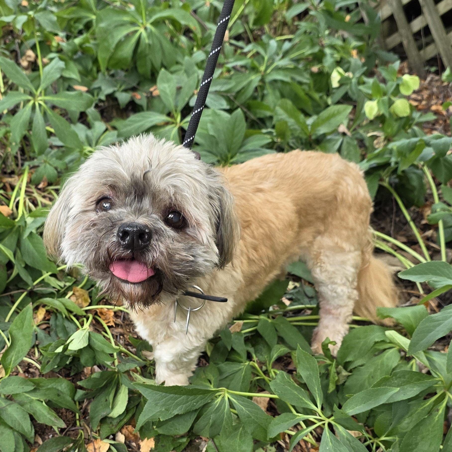 Bear, an adopted mixed breed in Greensboro, NC image 2/6