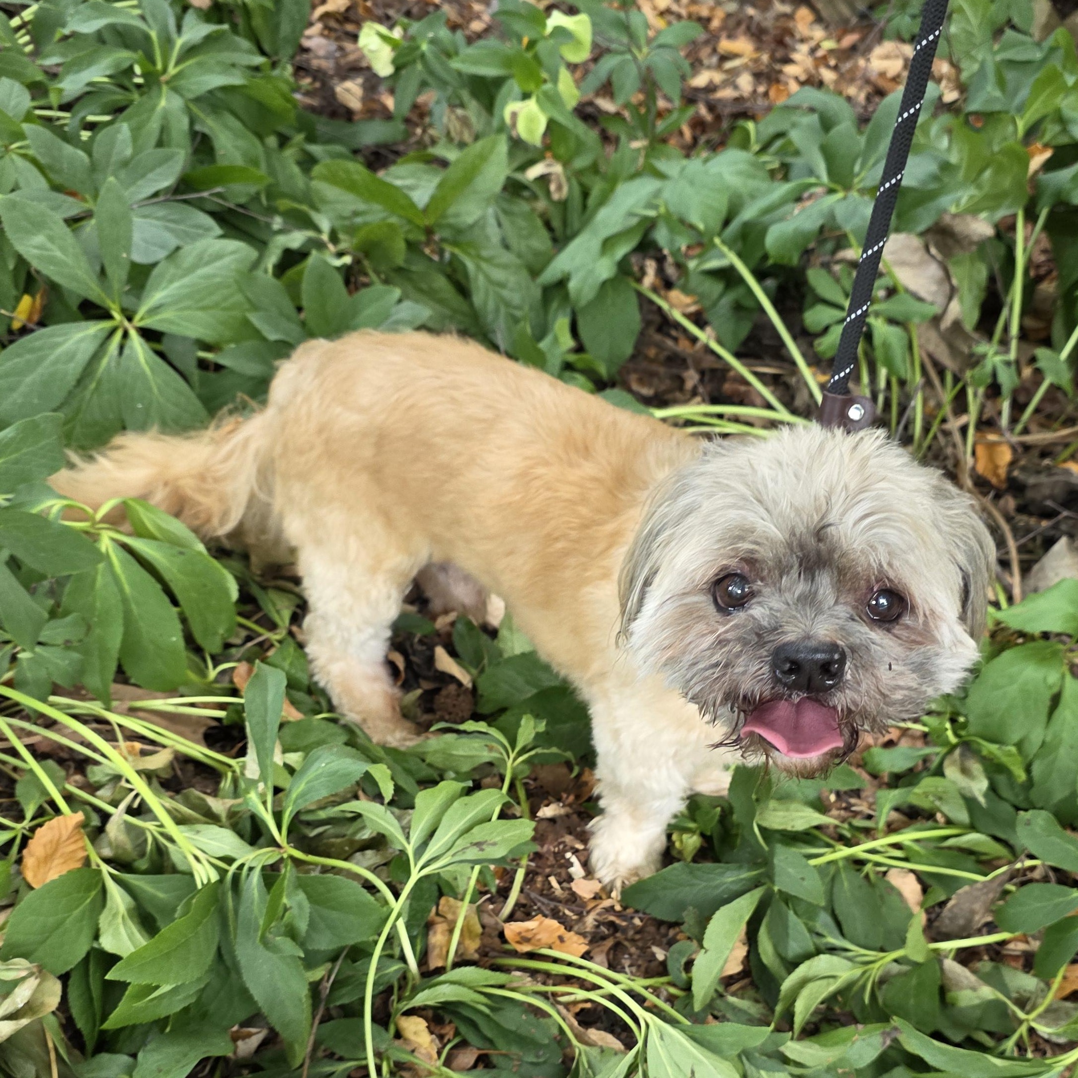Bear, an adopted mixed breed in Greensboro, NC image 3/6