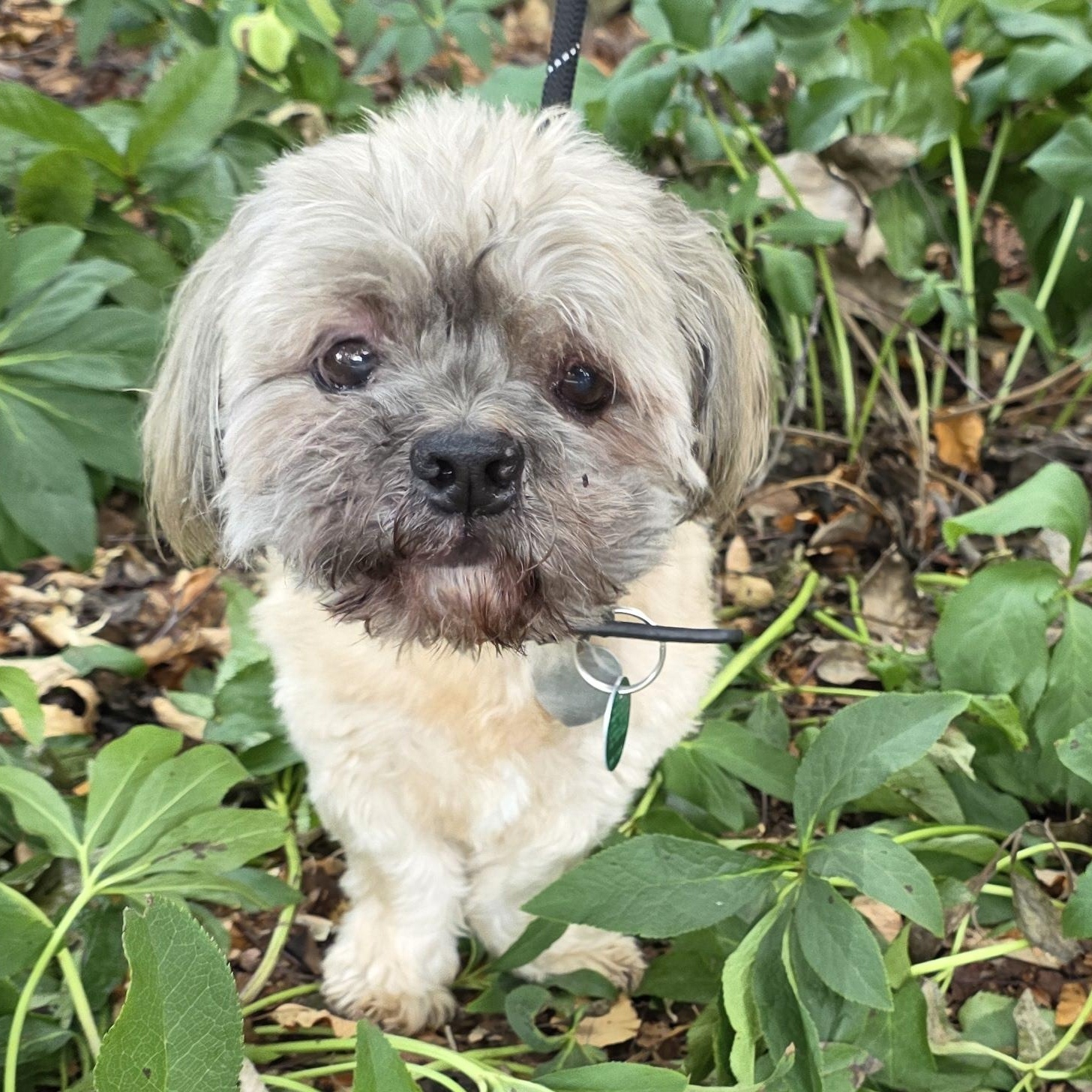 Bear, an adopted mixed breed in Greensboro, NC image 5/6