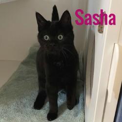 Enlarge Sasha, a Adoptable Domestic Short Hair in Pleasantville, NJ image 1/1