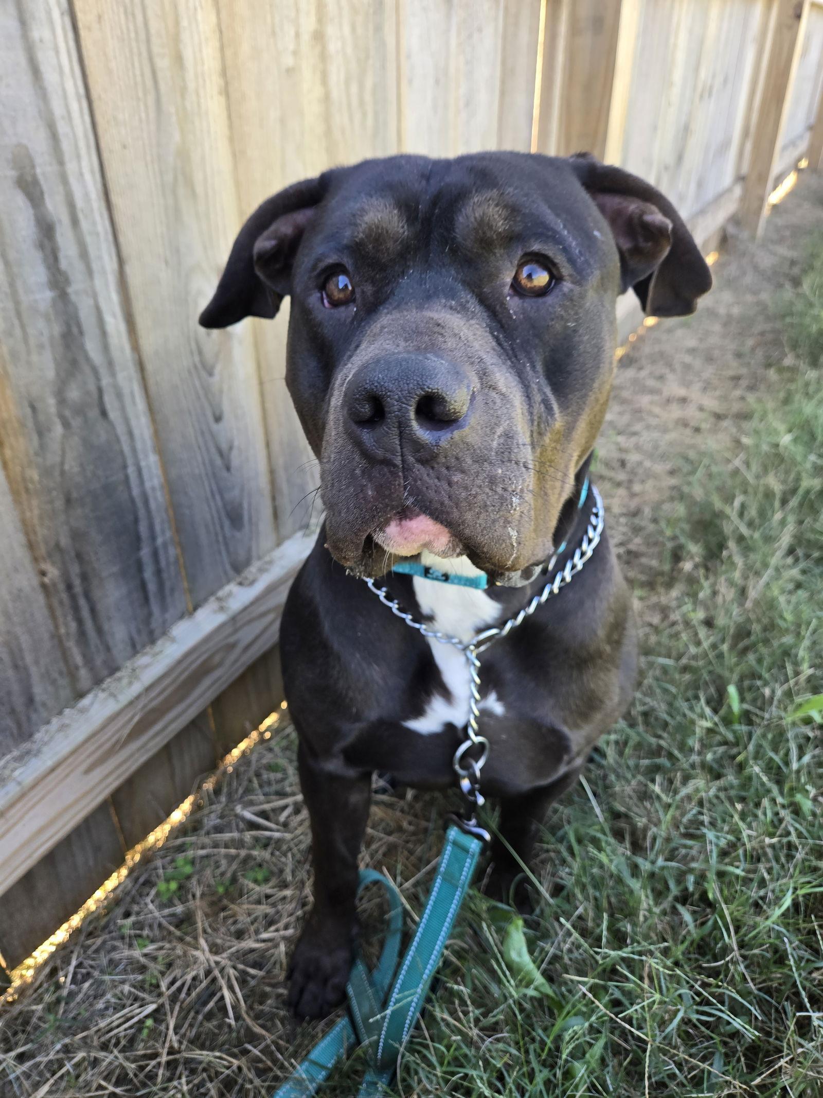 Enlarge Sterlyng, a Adoptable American Staffordshire Terrier in Boston, KY image 1/3