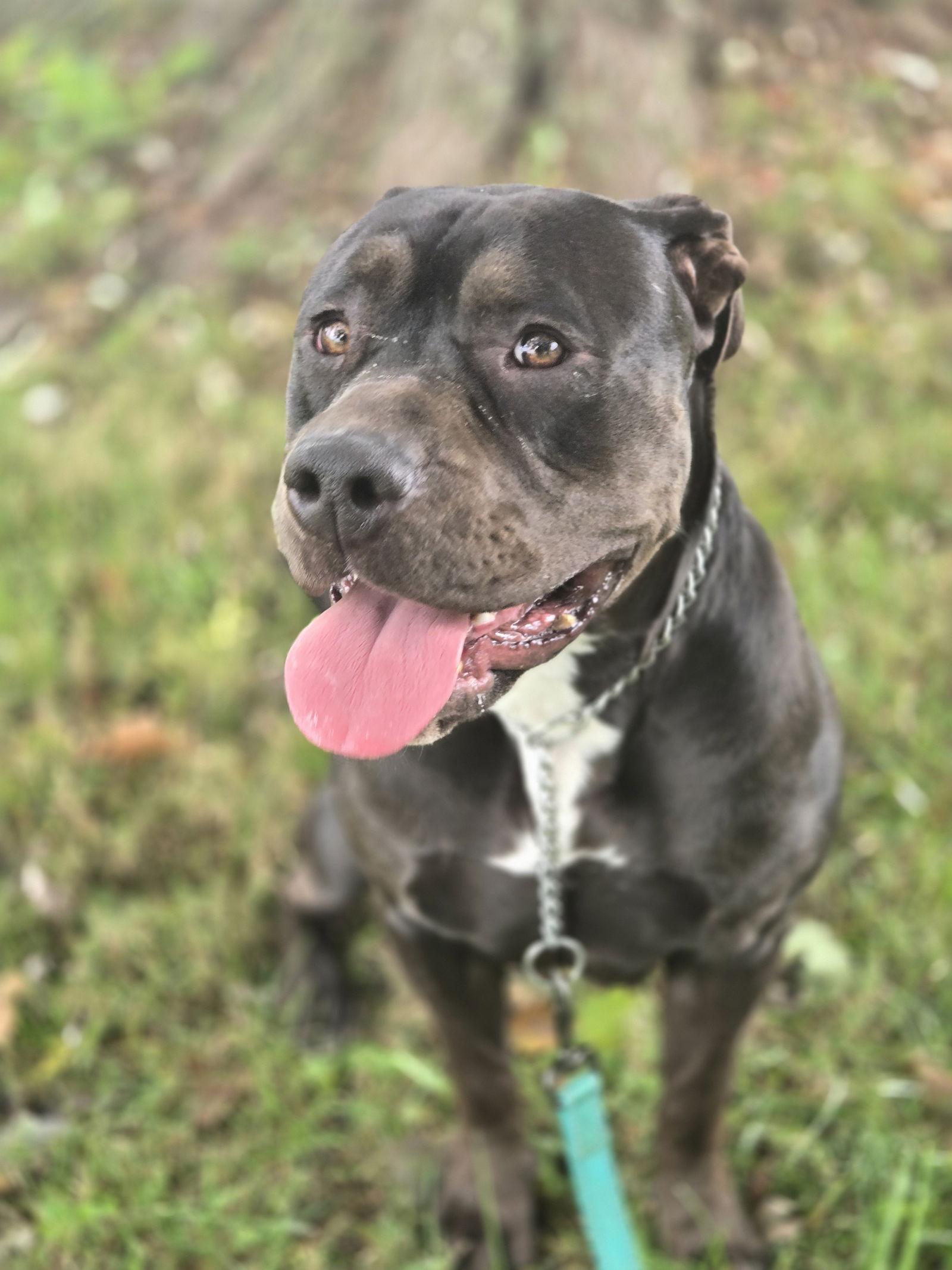 Enlarge Sterlyng, a Adoptable American Staffordshire Terrier in Boston, KY image 2/3