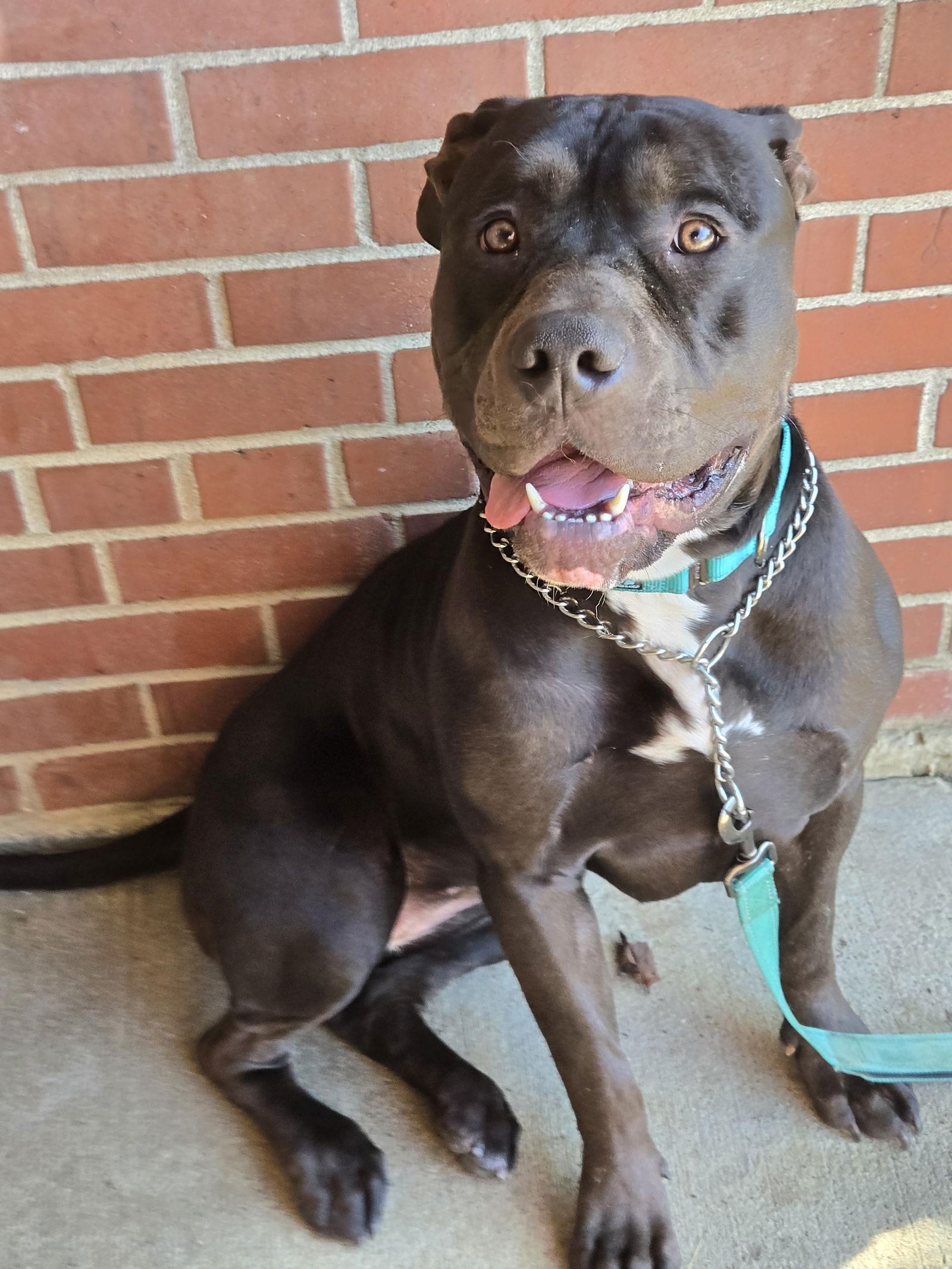 Enlarge Sterlyng, a Adoptable American Staffordshire Terrier in Boston, KY image 3/3