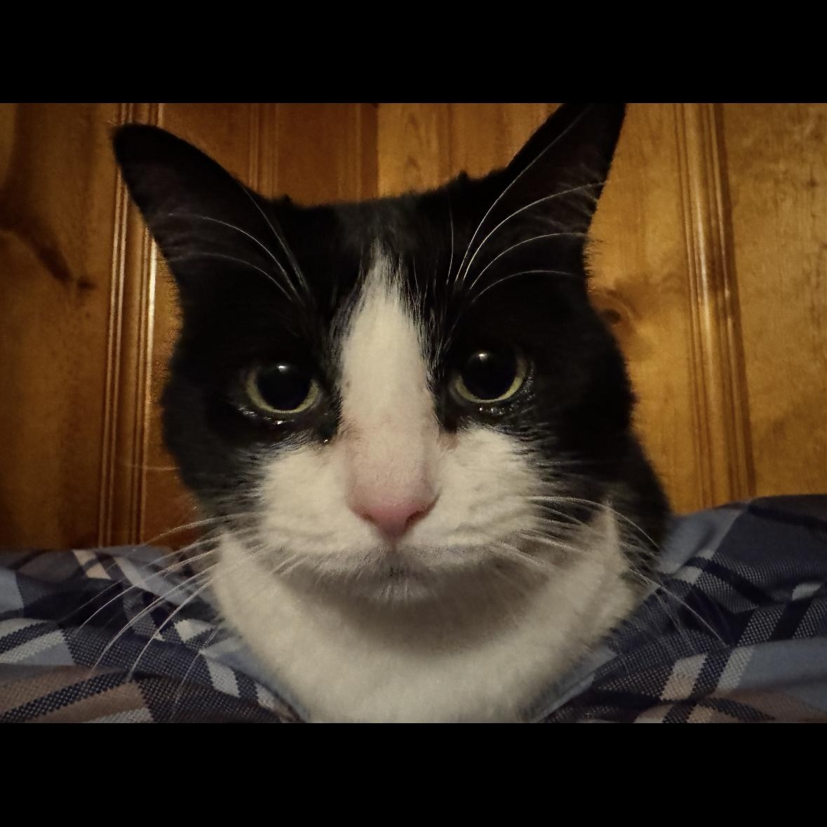 Enlarge Cookie , a Adoptable mixed breed in Omaha, NE image 1/6