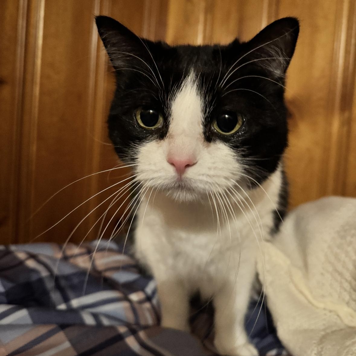 Enlarge Cookie , a Adoptable mixed breed in Omaha, NE image 2/6