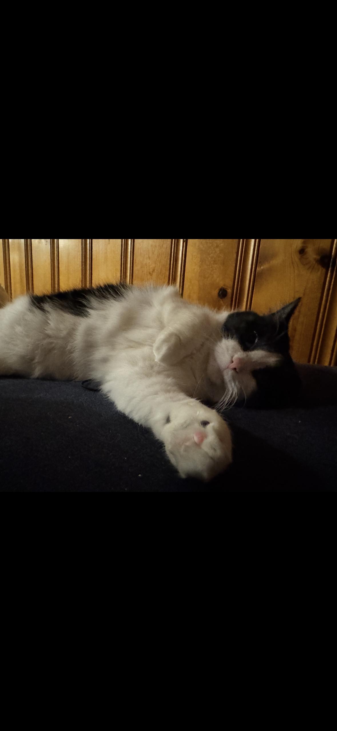 Enlarge Cookie , a Adoptable mixed breed in Omaha, NE image 3/6