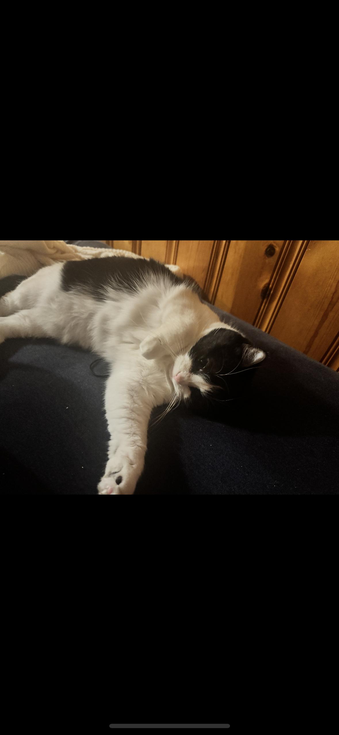 Enlarge Cookie , a Adoptable mixed breed in Omaha, NE image 4/6