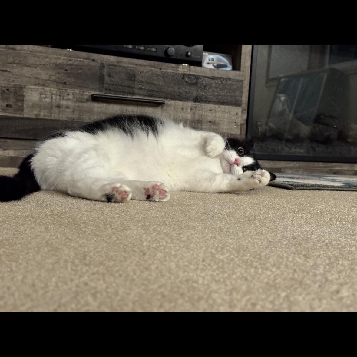 Enlarge Cookie , a Adoptable mixed breed in Omaha, NE image 2/6