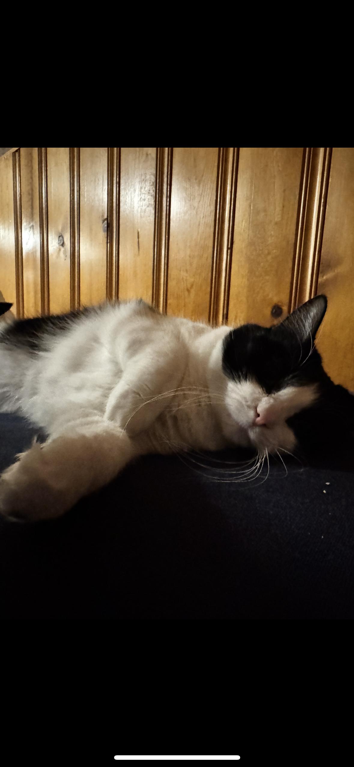 Enlarge Cookie , a Adoptable mixed breed in Omaha, NE image 5/6