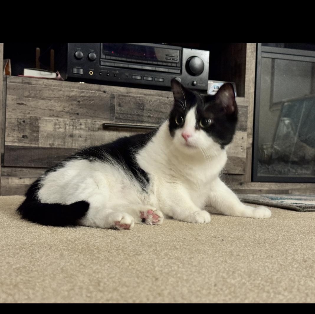 Enlarge Cookie , a Adoptable mixed breed in Omaha, NE image 3/6