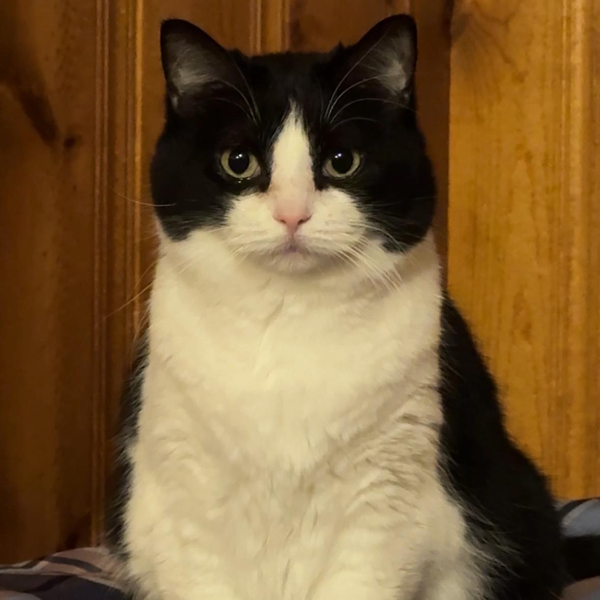 Cookie , Adoptable, Adult Female Domestic Short Hair & Tuxedo.