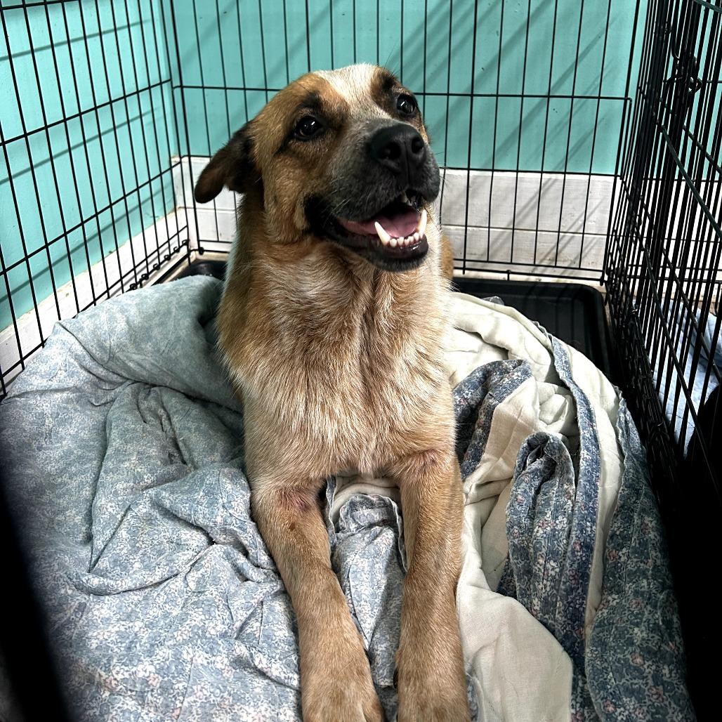 Sydney, a Adoptable Cattle Dog in Chatsworth, CA image 1/3