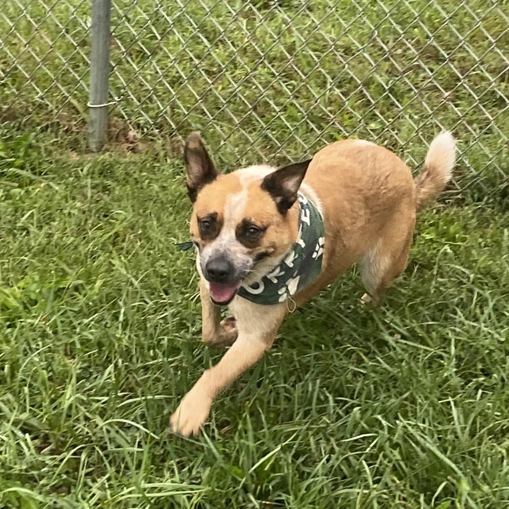 Sydney, a Adoptable Cattle Dog in Chatsworth, CA image 2/3