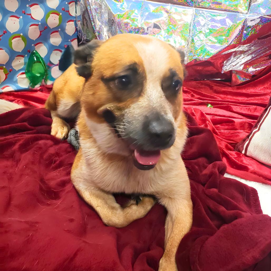Sydney, a Adoptable Cattle Dog in Chatsworth, CA image 3/3
