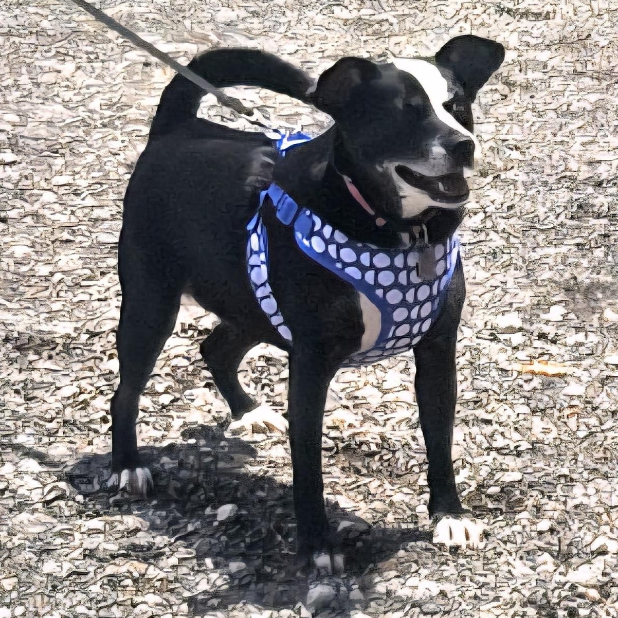 Millie, a Adoptable mixed breed in CORPUS CHRISTI, TX image 6/6