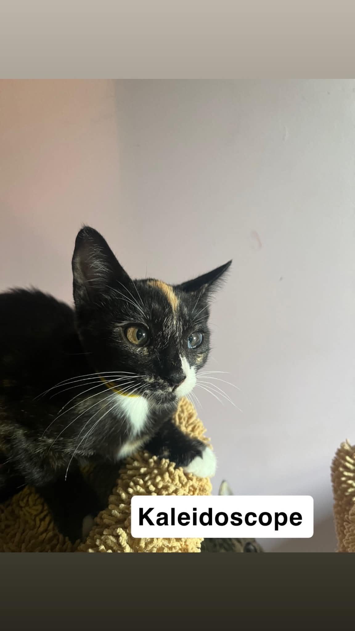 Enlarge Kaleidoscope, a Adoptable Domestic Short Hair in Belchertown, MA image 2/2