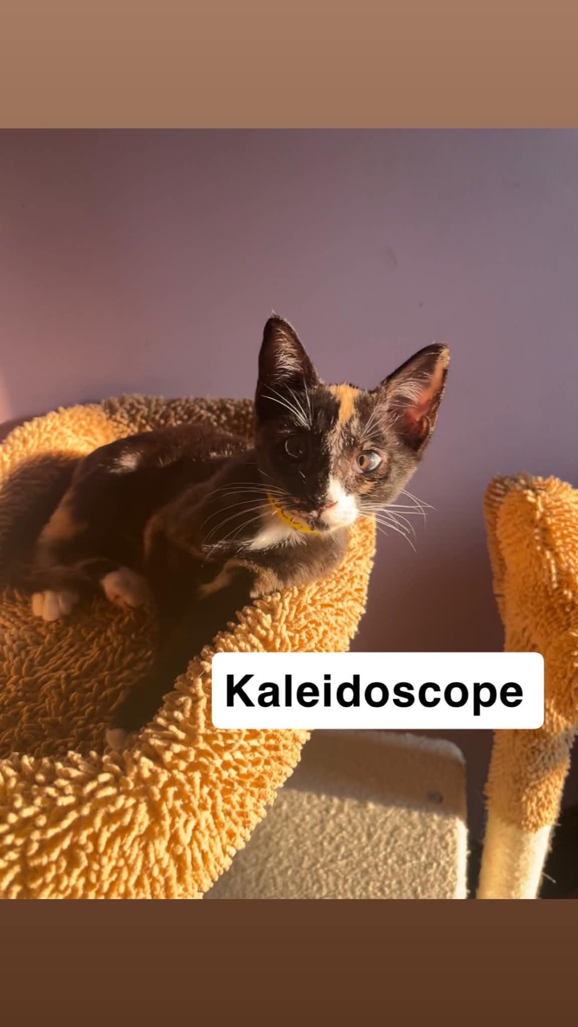 Kaleidoscope, Adoptable, Young Female Domestic Short Hair.