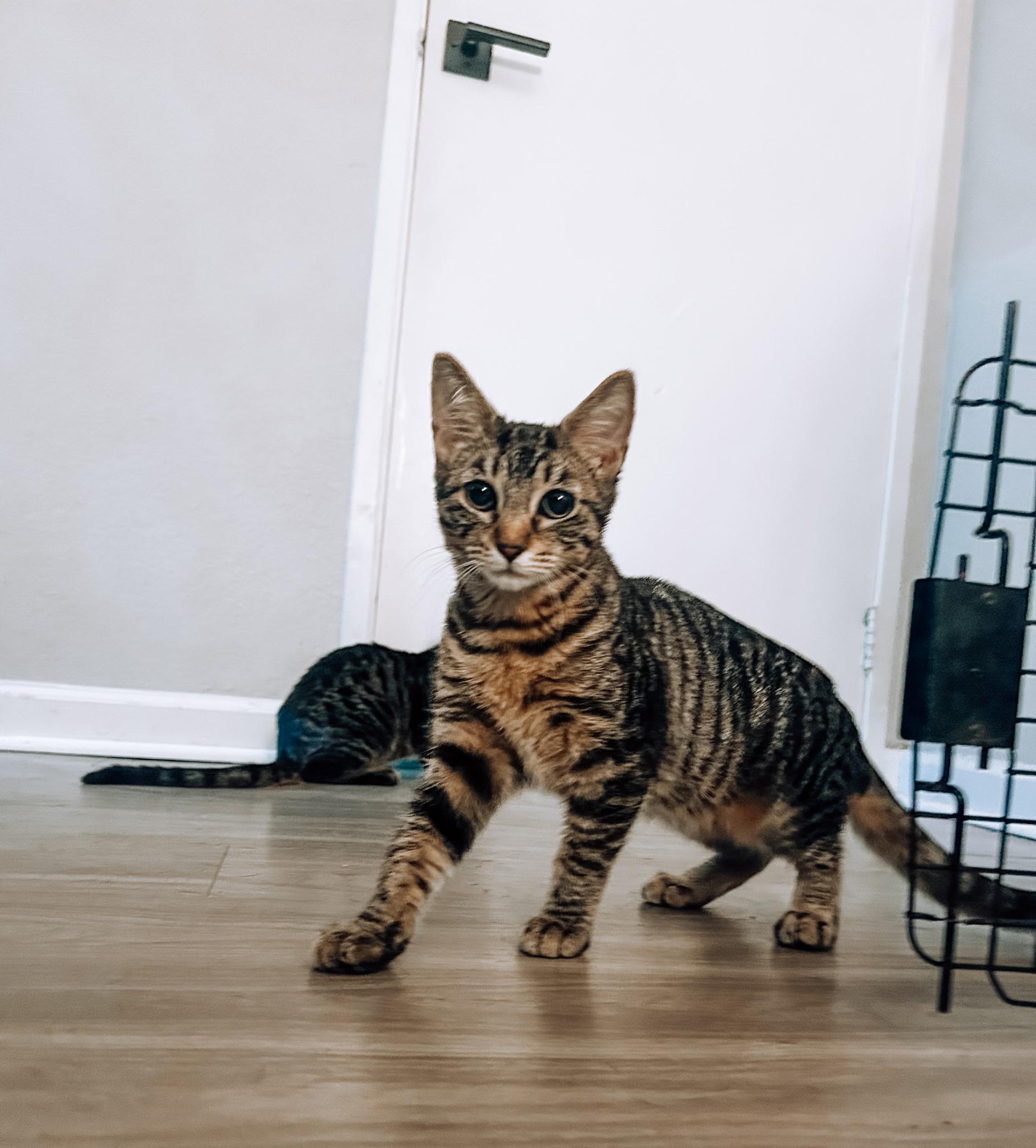 Kiro, Adoptable, Young Male Domestic Short Hair.