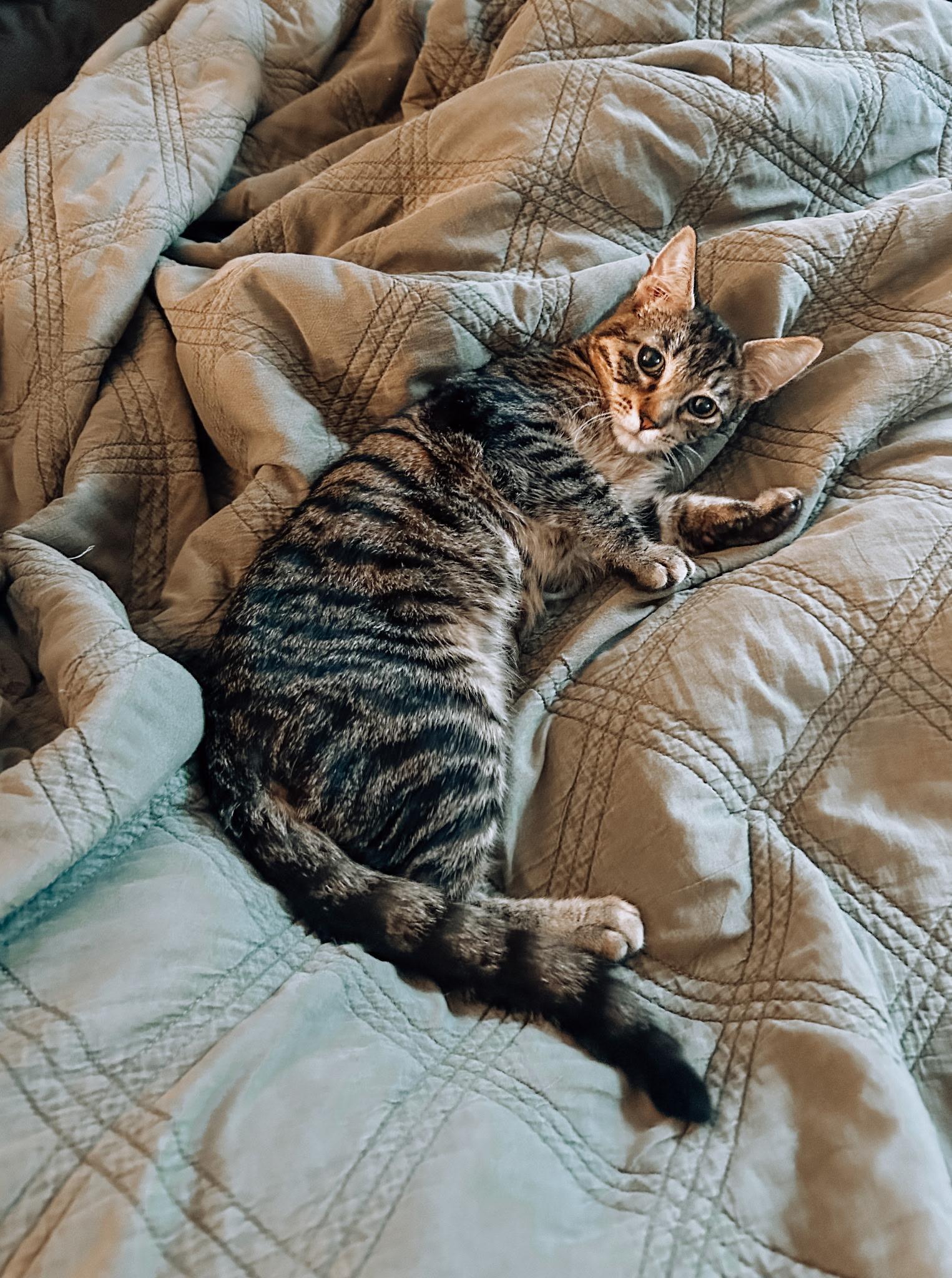 Kiro, a Adoptable Domestic Short Hair in Yukon, OK image 2/4