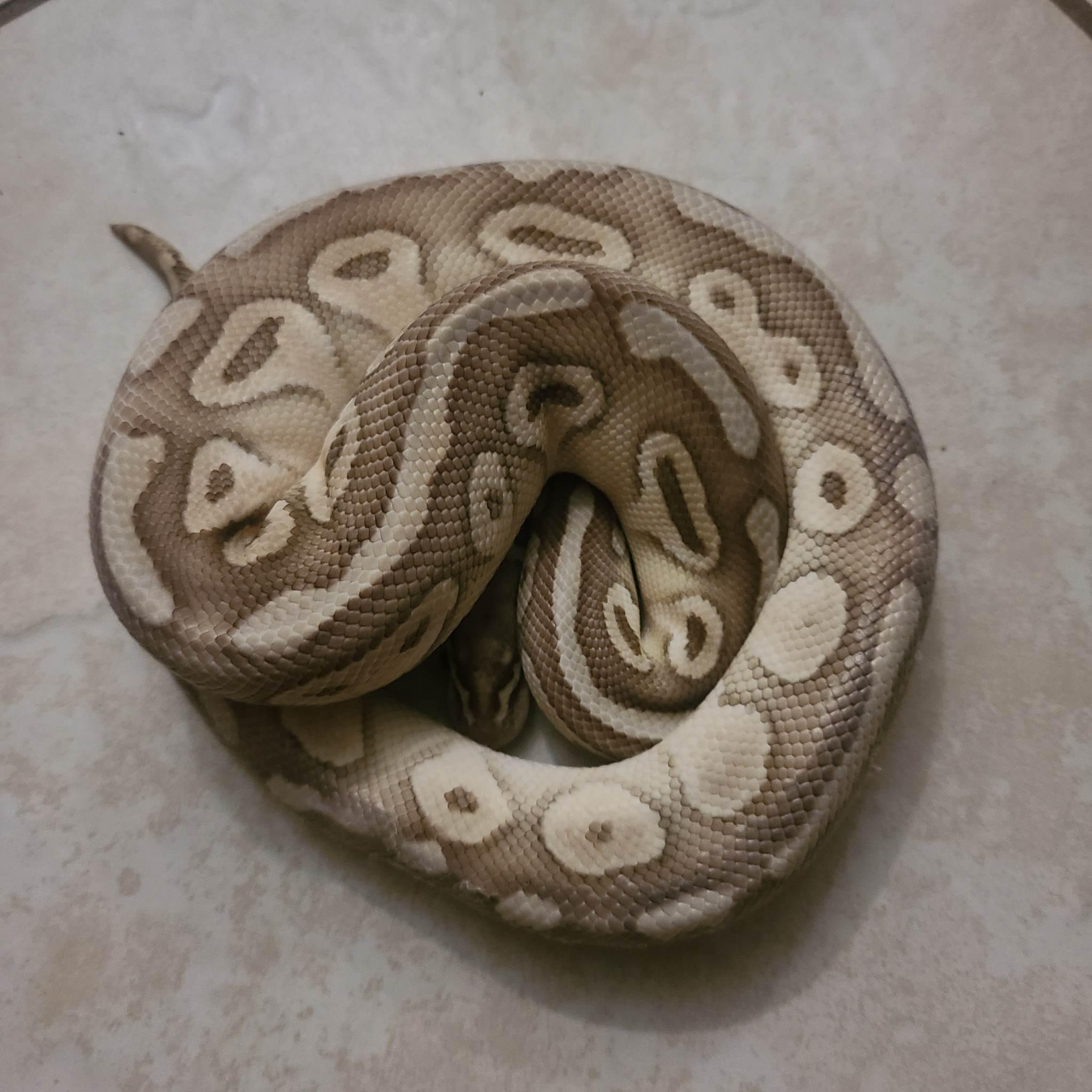 Stitch, a Adoptable Ball Python in St. Cloud, FL image 1/4