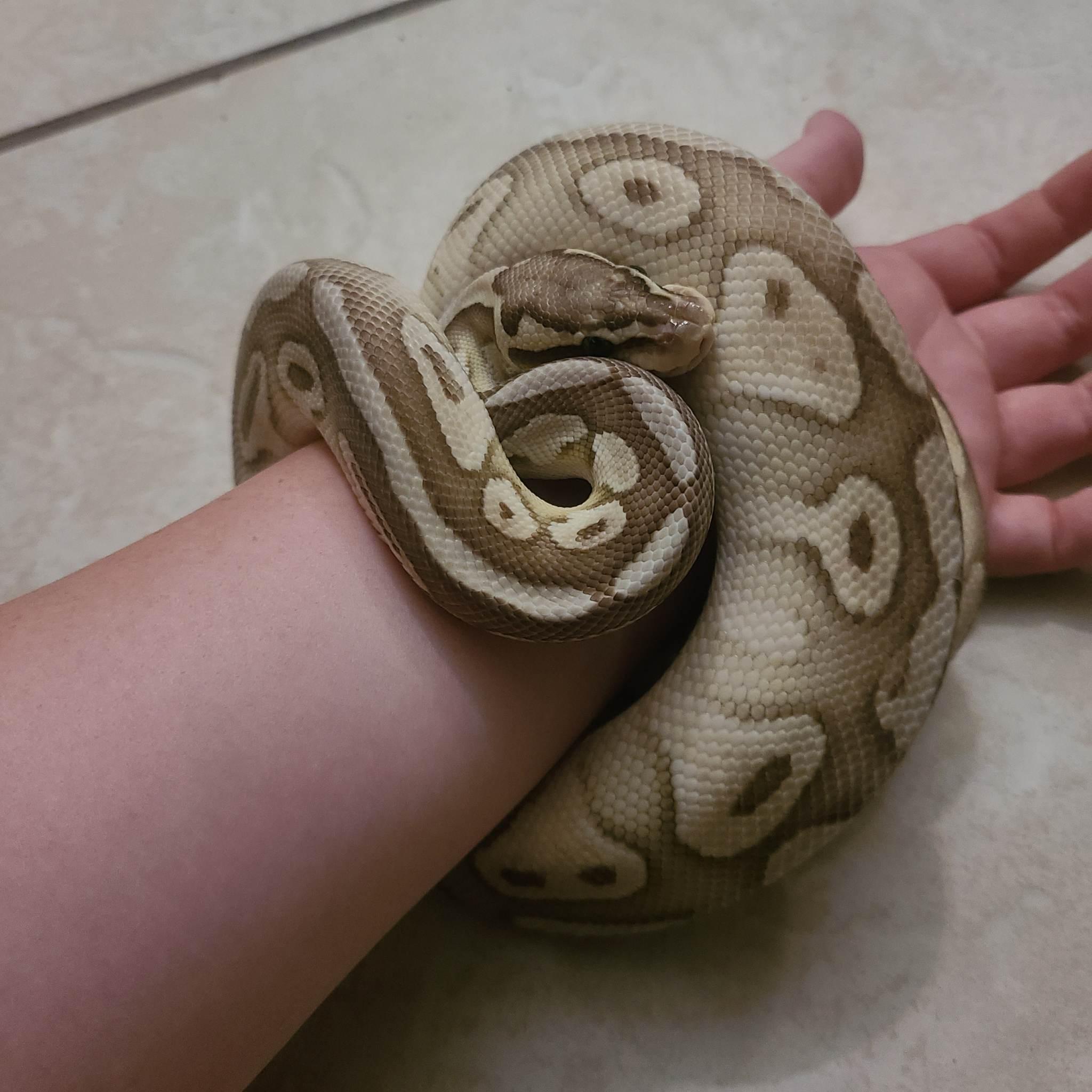 Stitch, a Adoptable Ball Python in St. Cloud, FL image 2/4