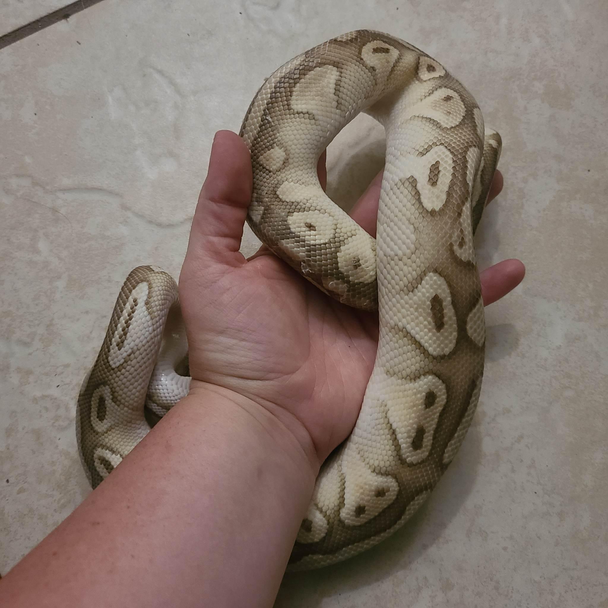 Stitch, a Adoptable Ball Python in St. Cloud, FL image 3/4