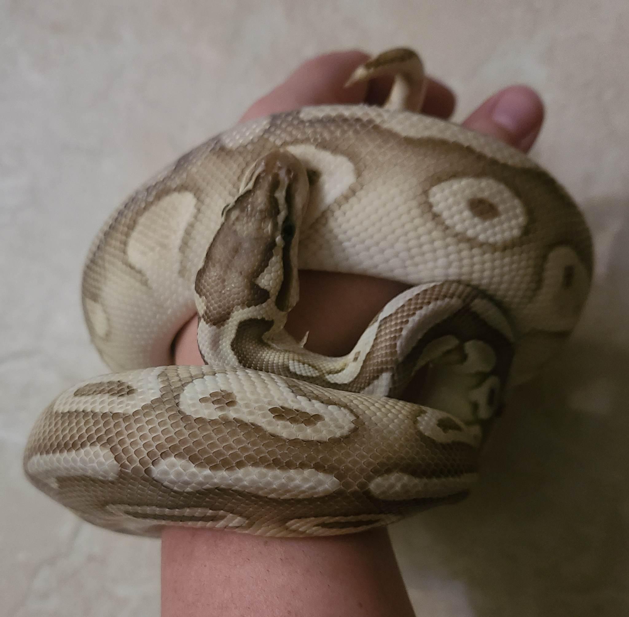 Stitch, a Adoptable Ball Python in St. Cloud, FL image 4/4