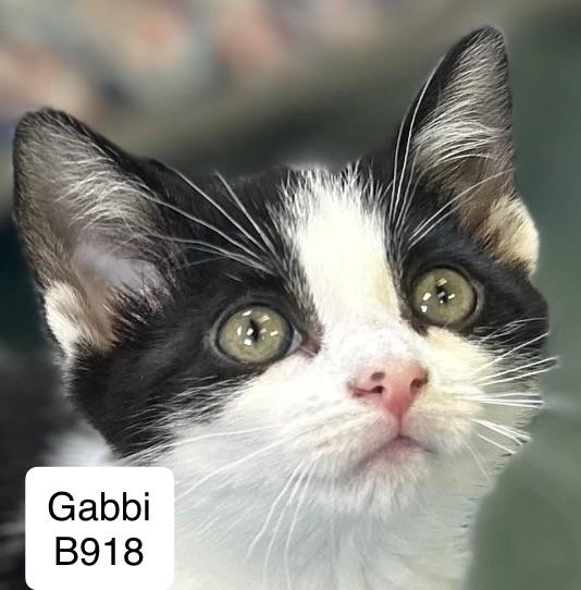 Gabbi, ADOPTABLE, Kitten Female Domestic Medium Hair.