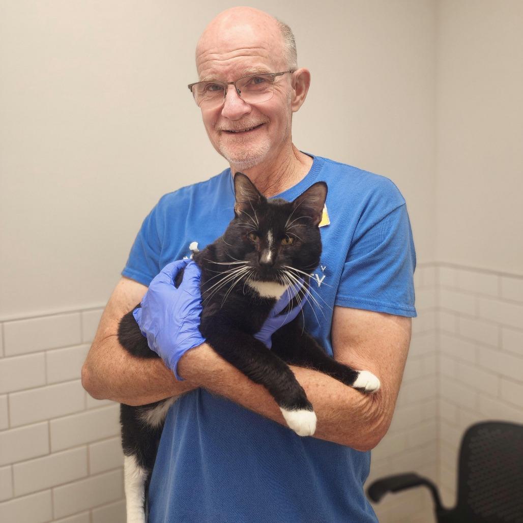 Snoopy, Adoptable, Adult Male Domestic Short Hair.