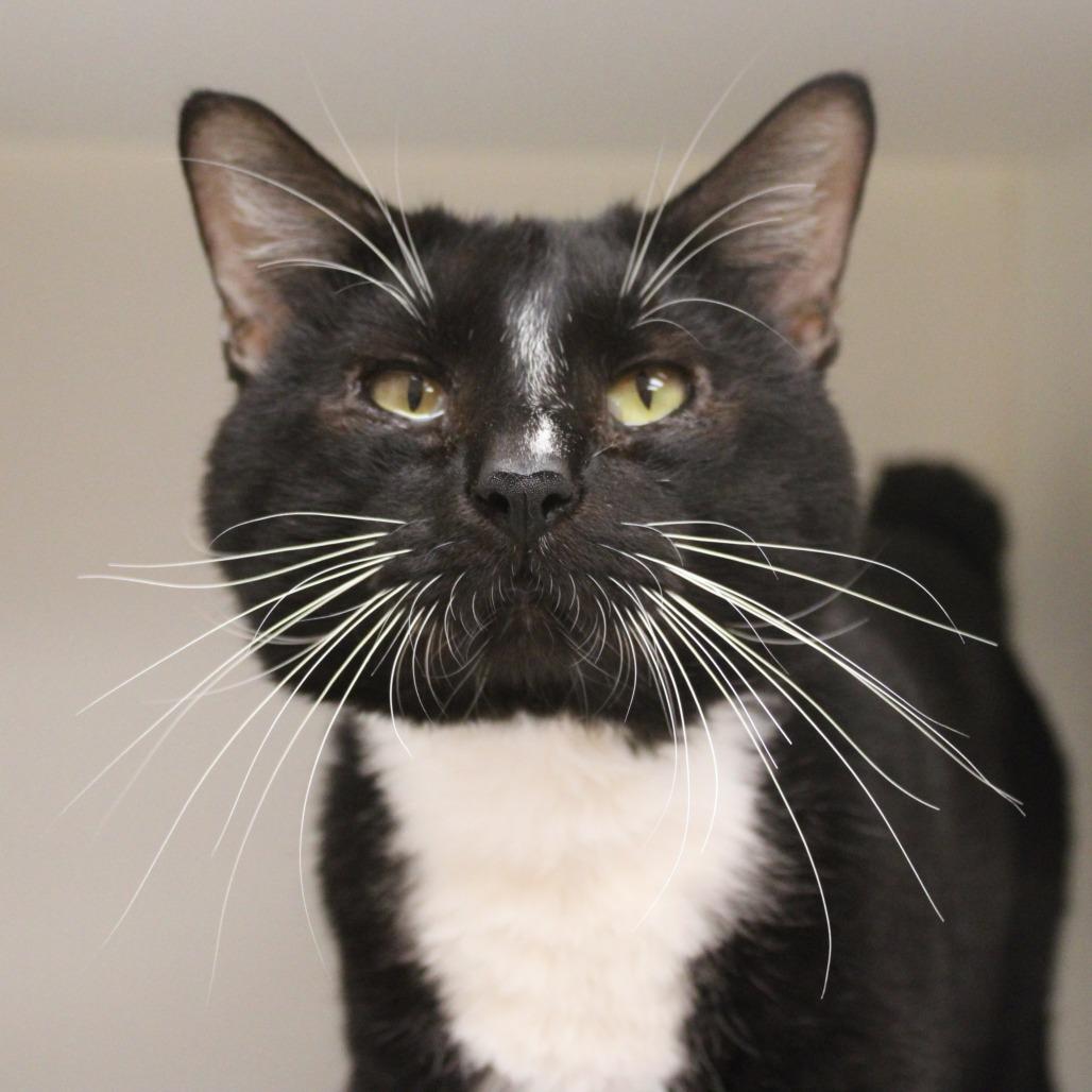 Enlarge Snoopy, a Adoptable Domestic Short Hair in Champaign, IL image 2/6