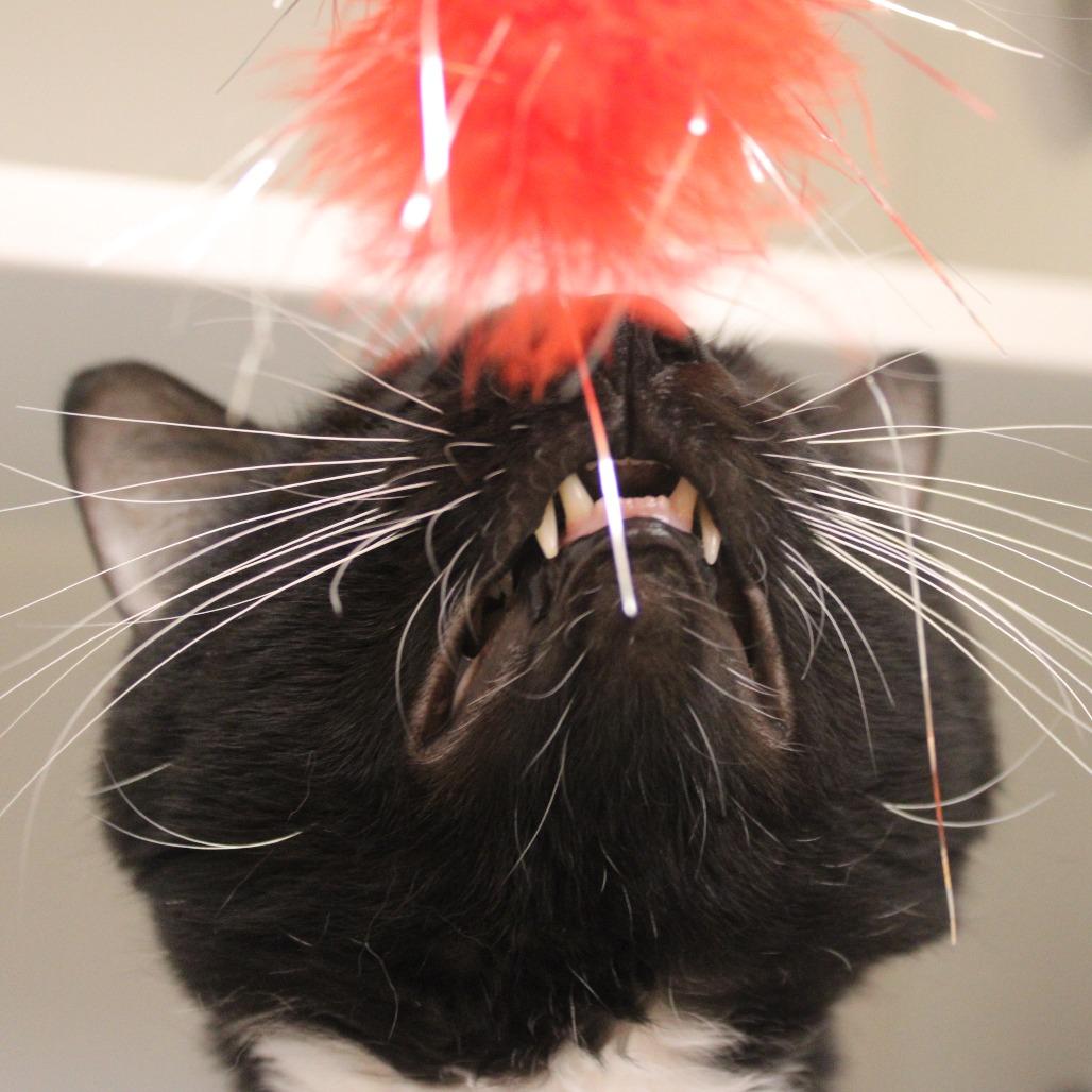 Enlarge Snoopy, a Adoptable Domestic Short Hair in Champaign, IL image 3/6