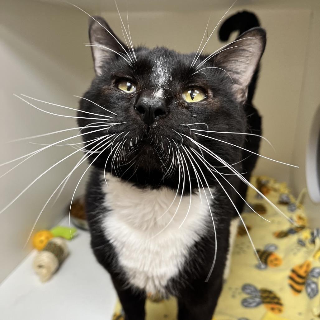 Enlarge Snoopy, a Adoptable Domestic Short Hair in Champaign, IL image 4/6