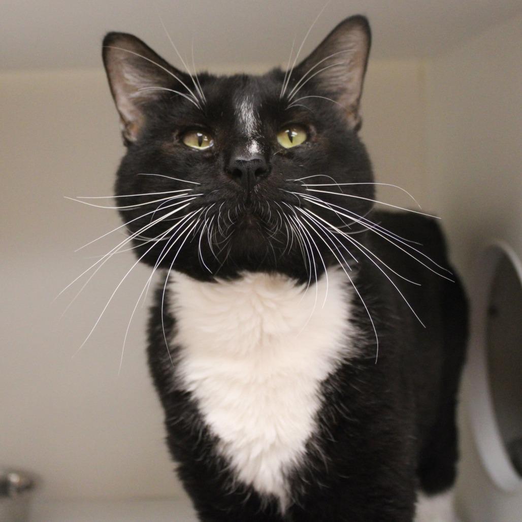 Enlarge Snoopy, a Adoptable Domestic Short Hair in Champaign, IL image 5/6