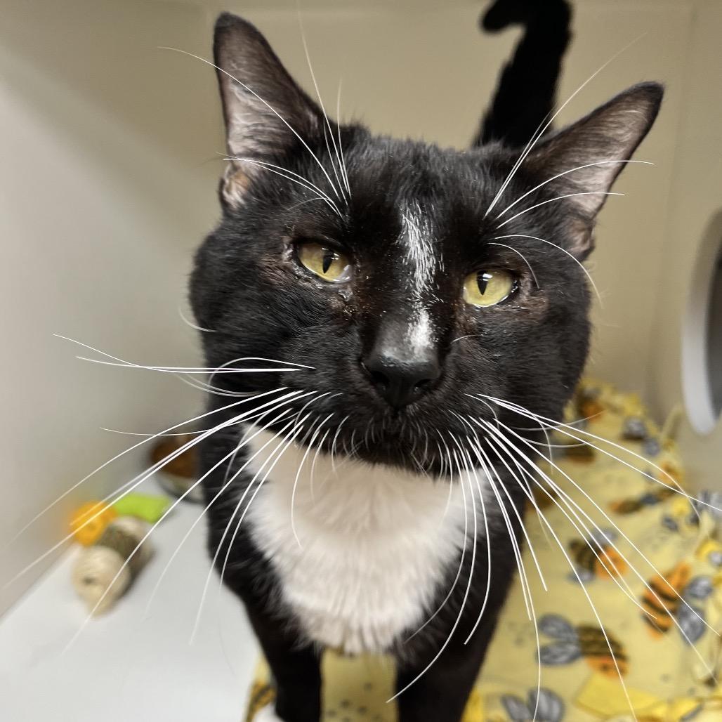 Enlarge Snoopy, a Adoptable Domestic Short Hair in Champaign, IL image 6/6