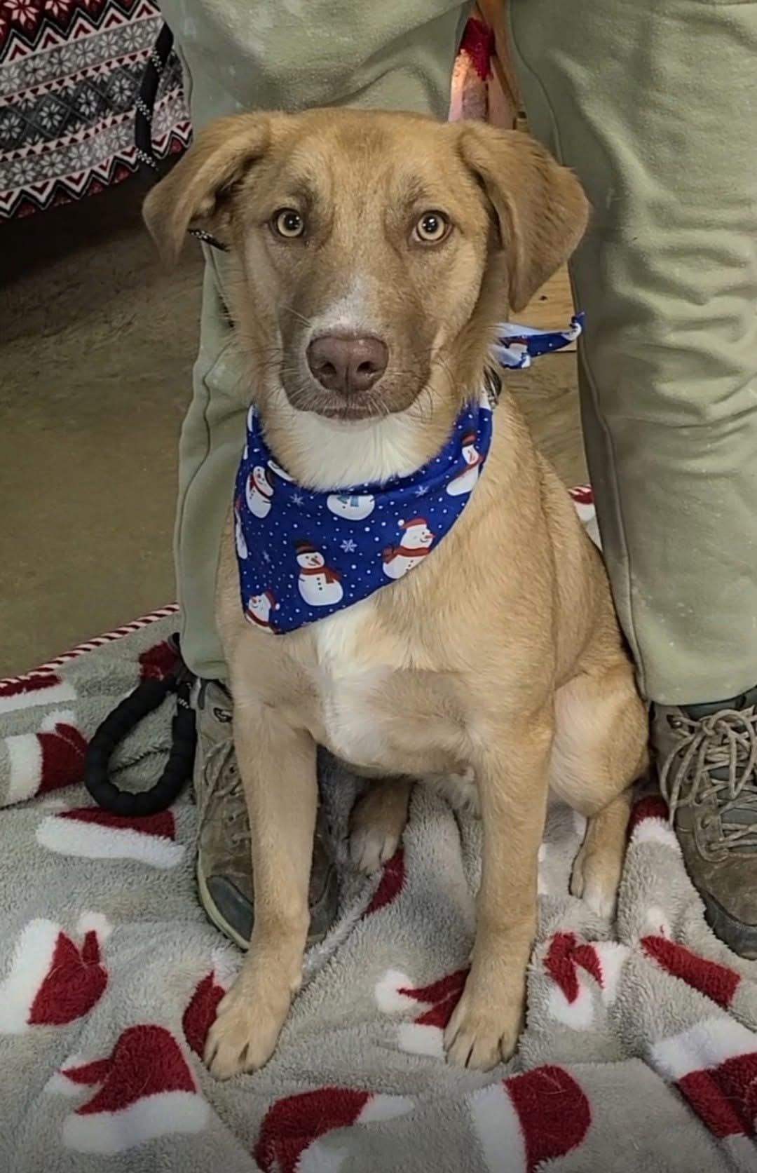 Enlarge Coffee, a ADOPTABLE mixed breed in Alliance, OH image 2/3