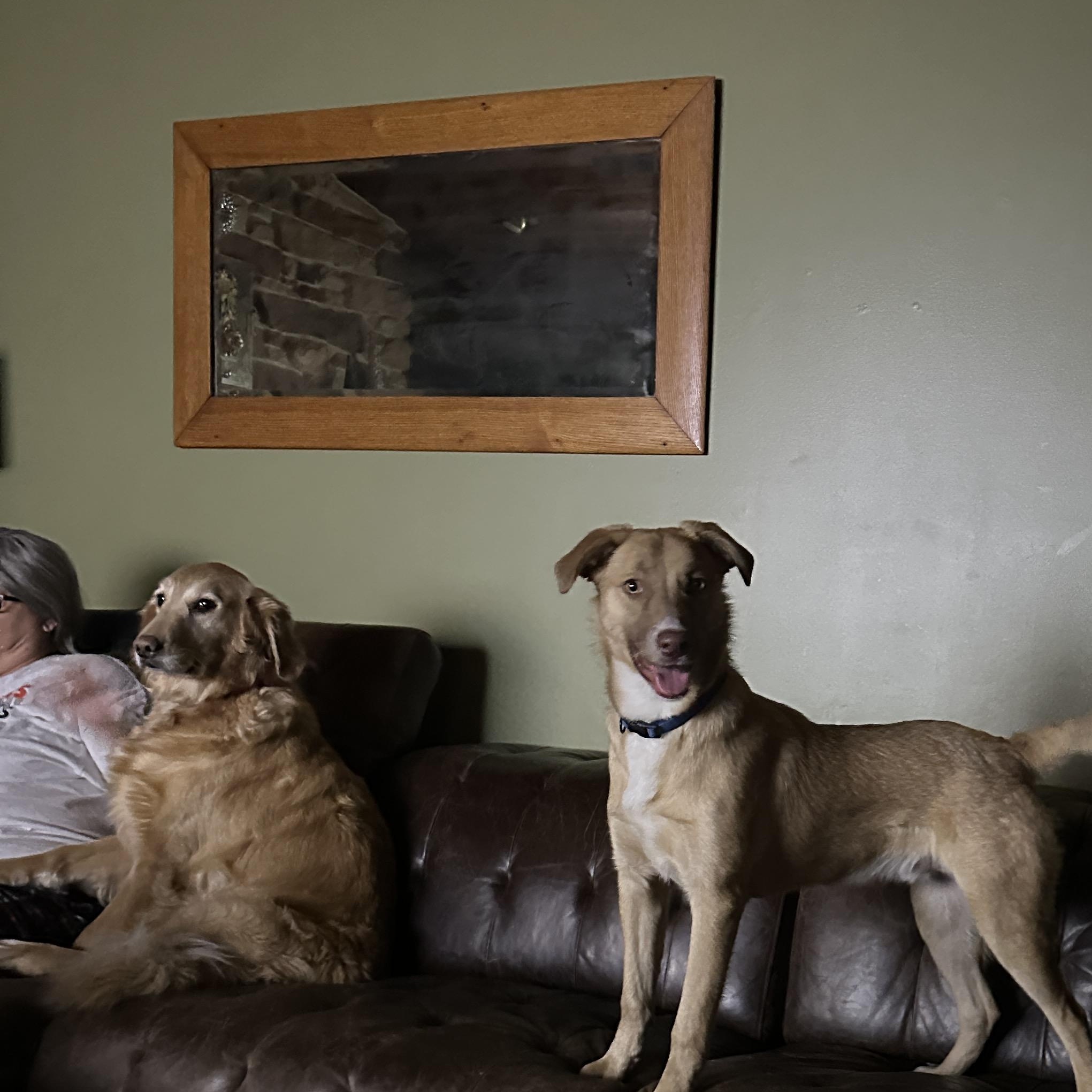 Enlarge Coffee, a ADOPTABLE mixed breed in Alliance, OH image 1/3