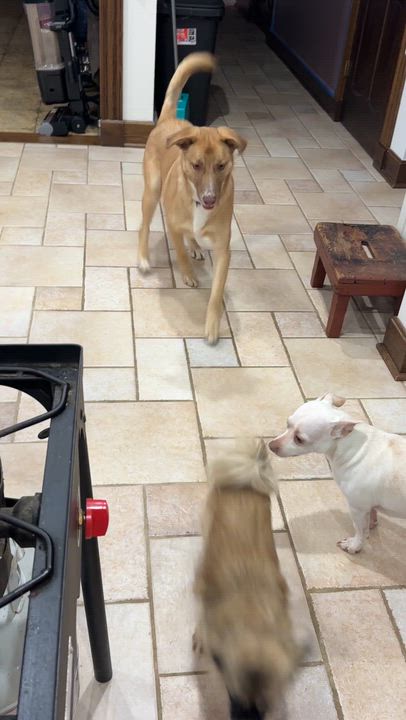 Enlarge Coffee, a ADOPTABLE mixed breed in Alliance, OH video 3/3