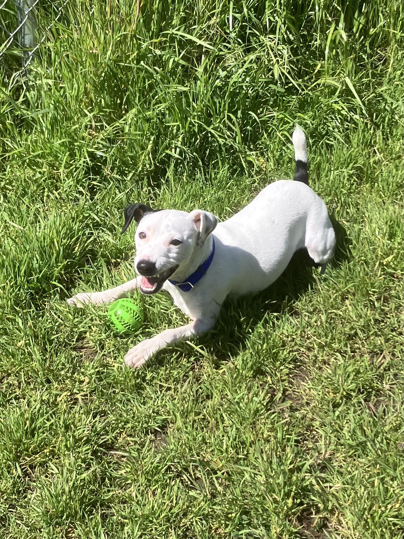 Enlarge Zeke, an adoptable mixed breed in Grass Valley, CA image 2/3