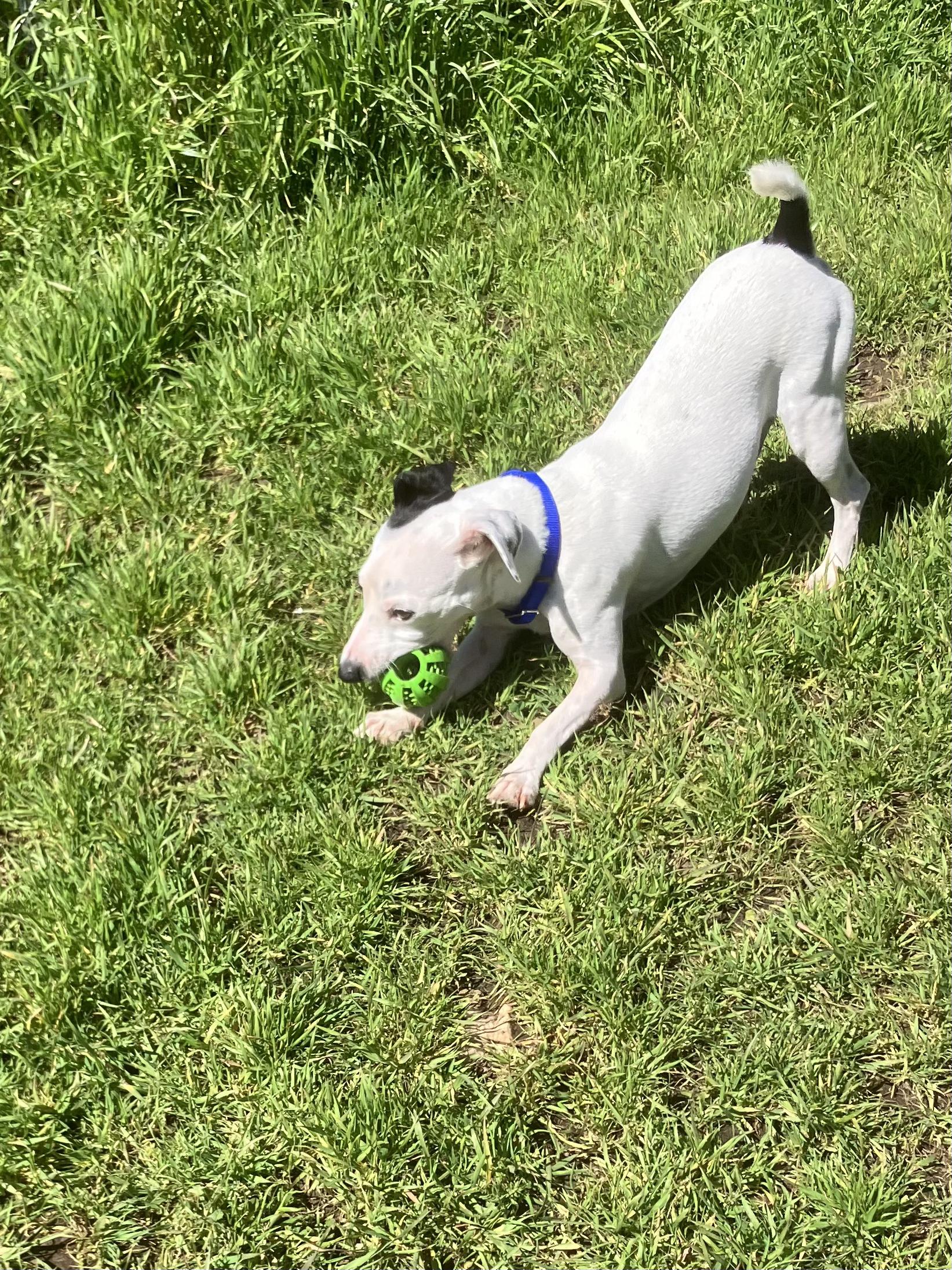Enlarge Zeke, an adoptable mixed breed in Grass Valley, CA image 3/3