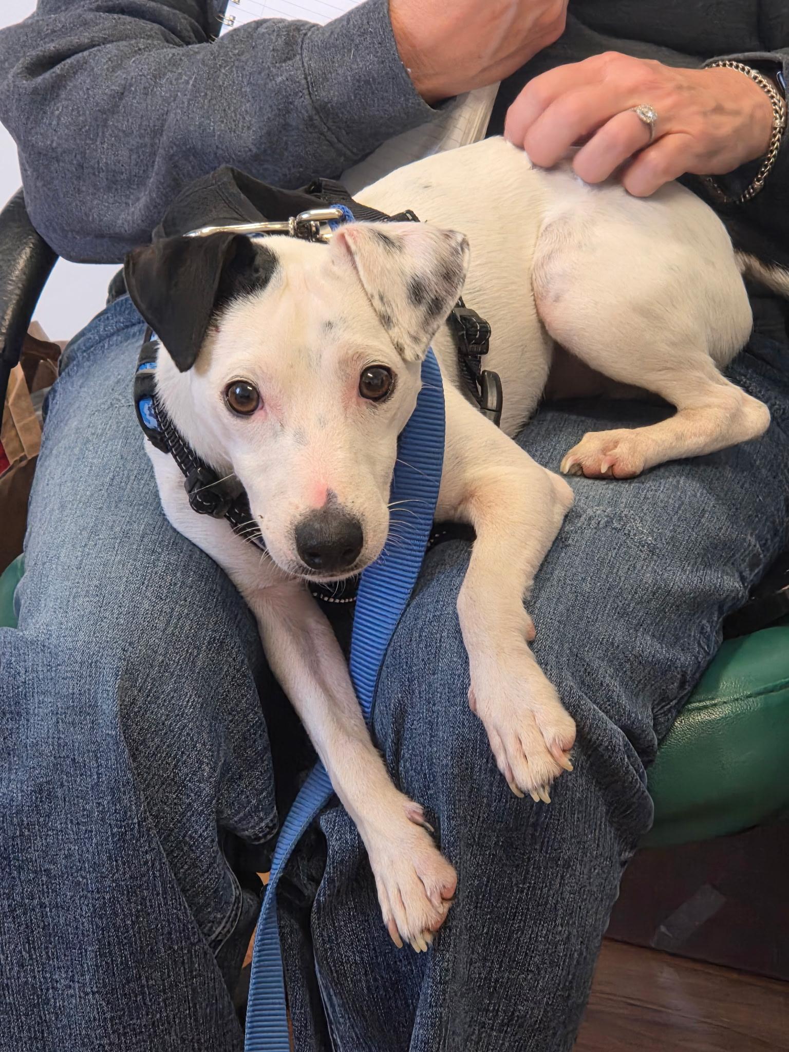 Zeke, adoptable, Young Male Jack Russell Terrier & Terrier.