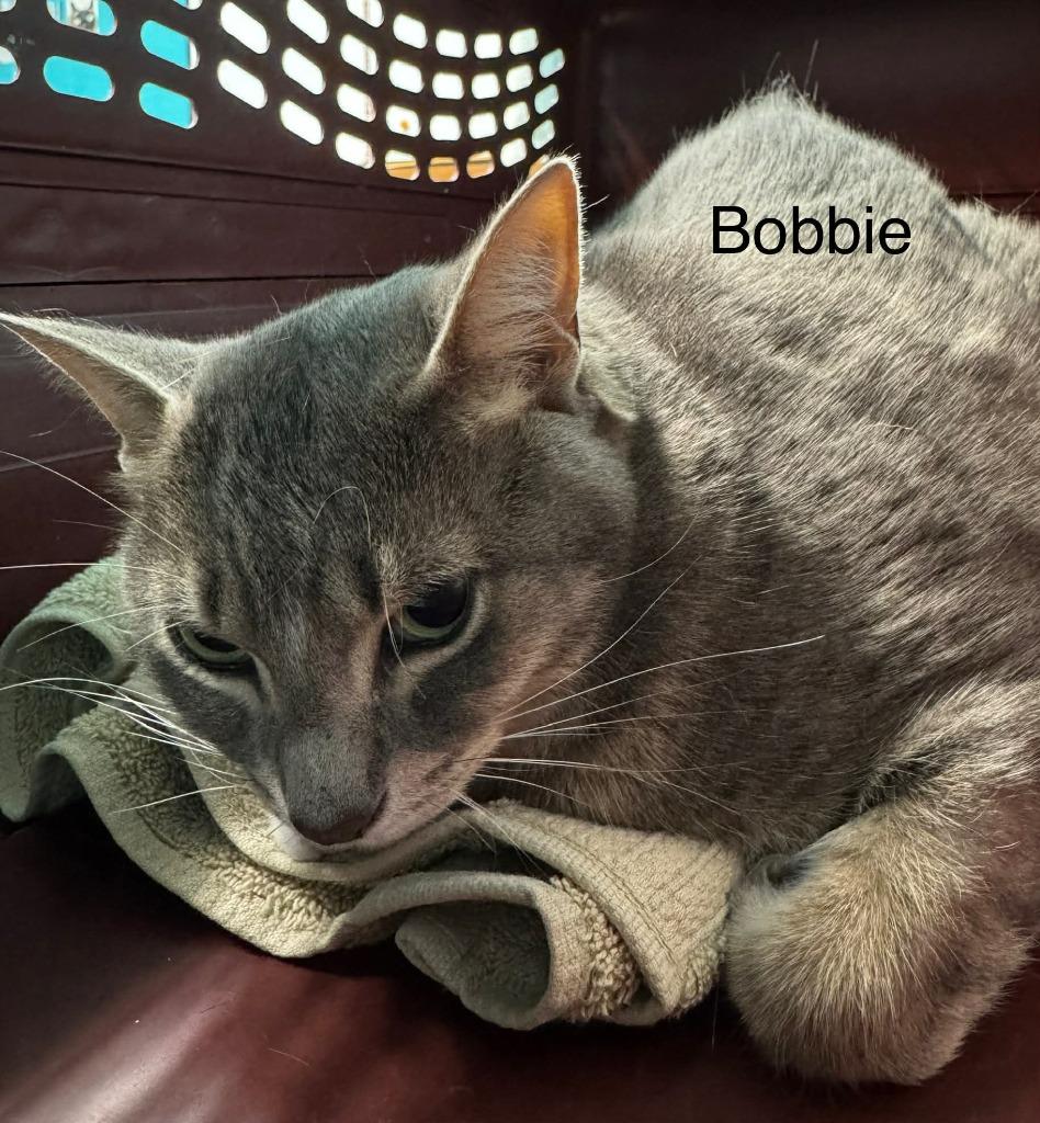 Bobbie, Adoptable, Adult Male Domestic Short Hair.