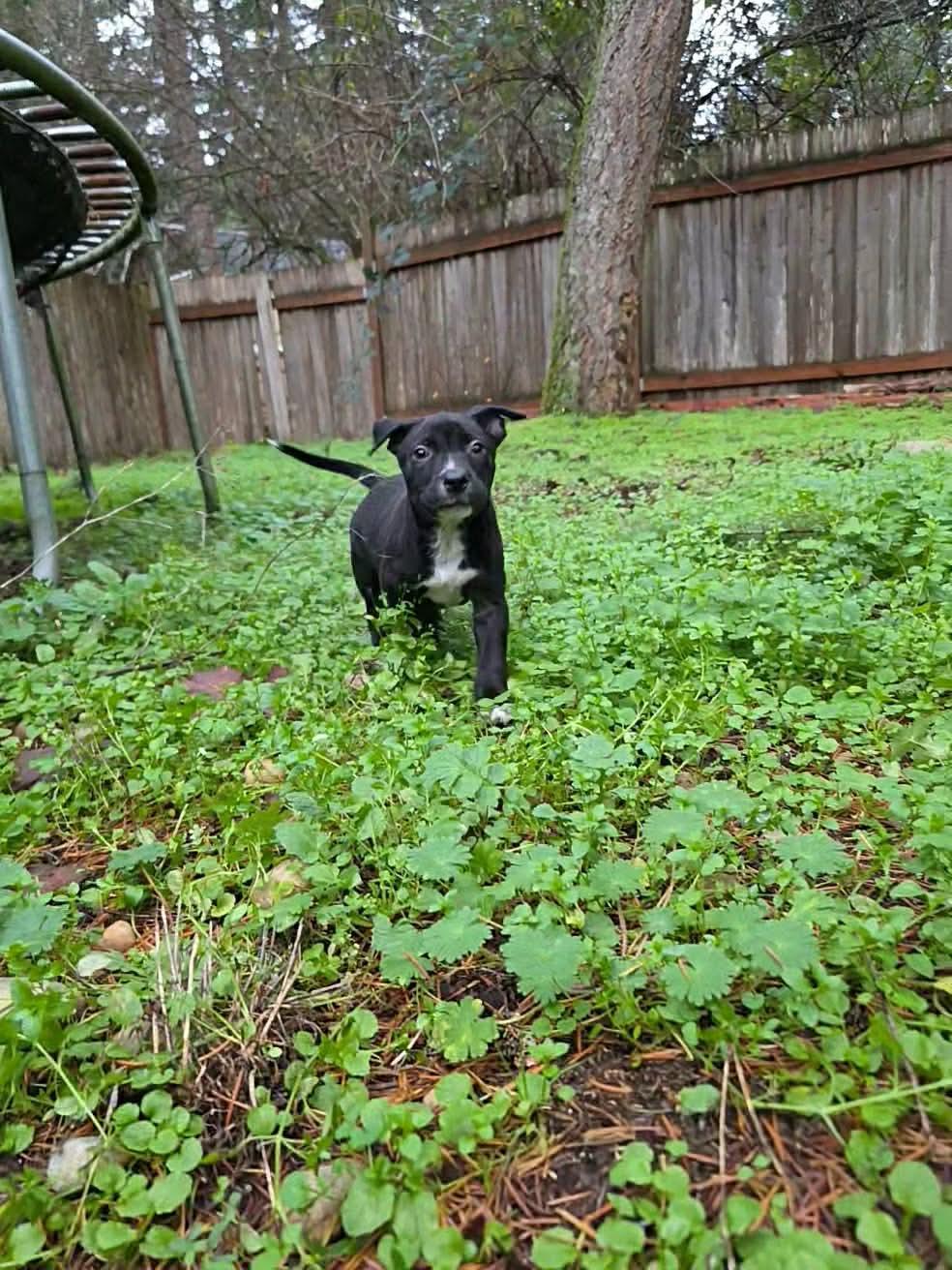 Liesel The Happy Pup, Adoptable, Puppy Female American Bully.
